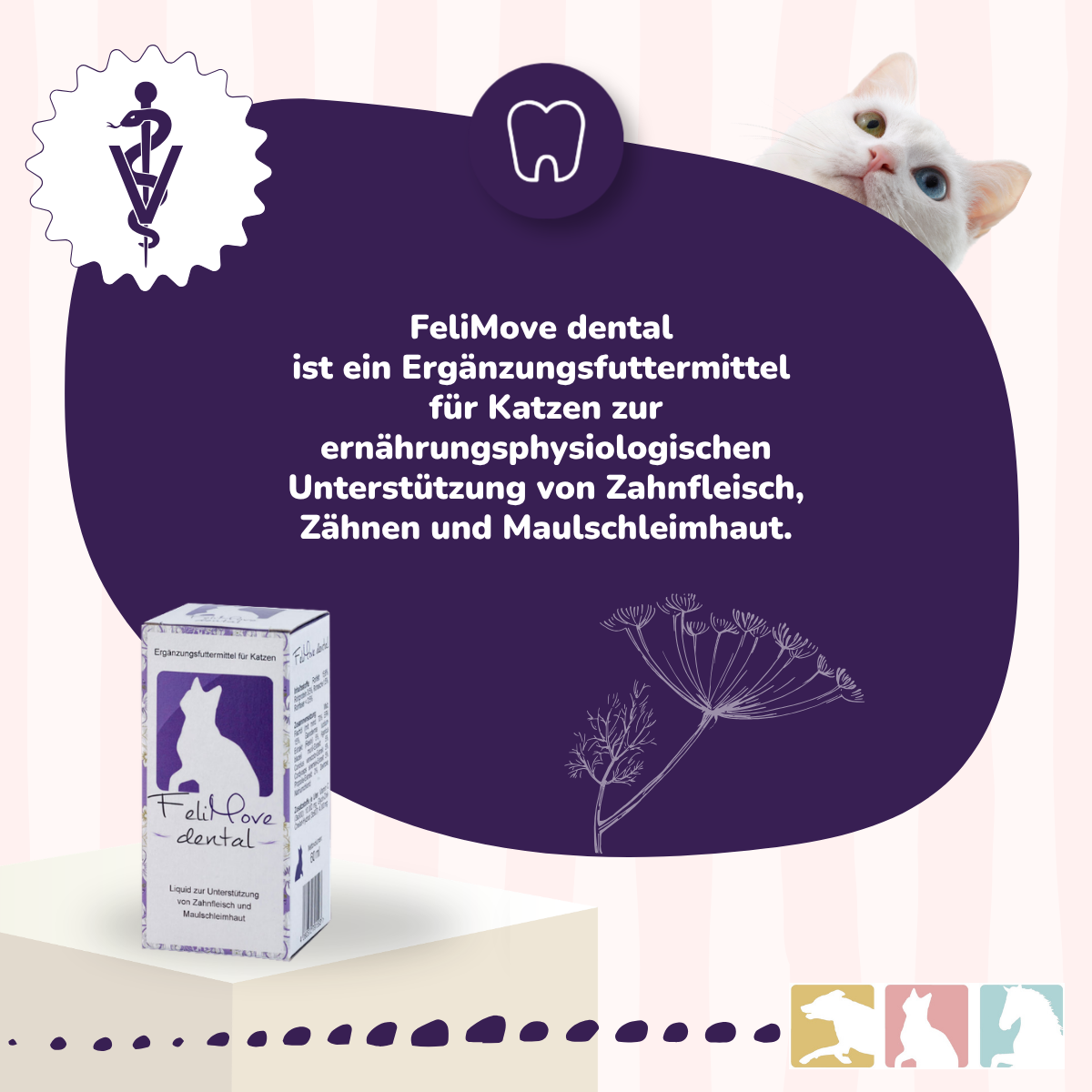 FeliMove dental