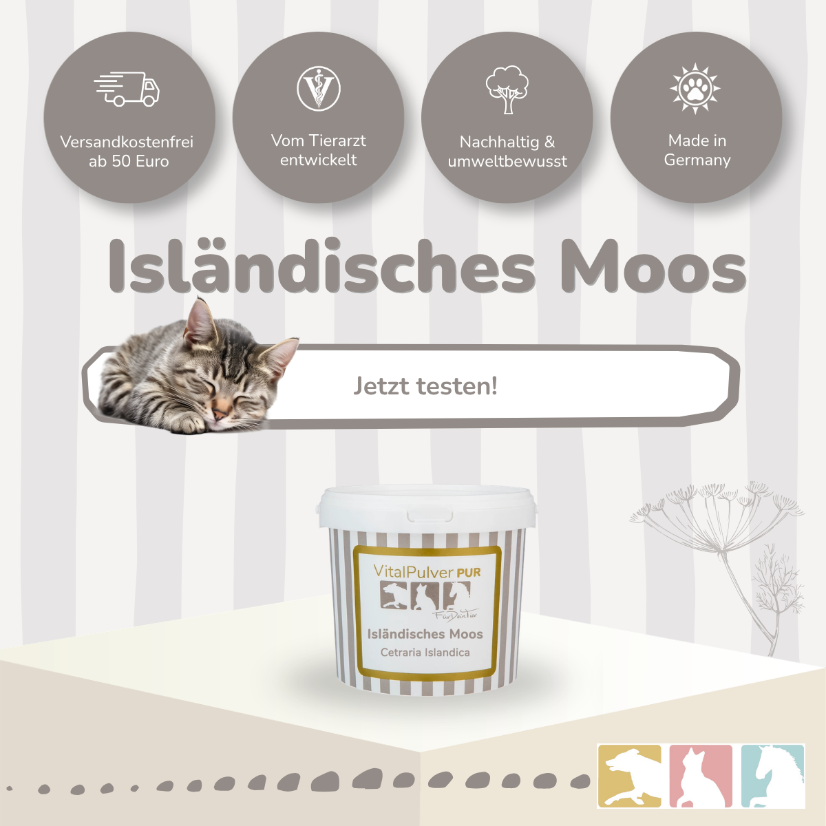 Isländisches Moos