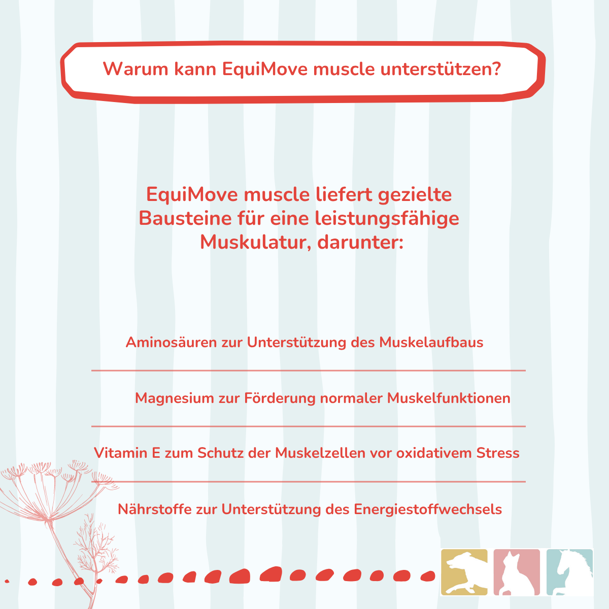 EquiMove muscle