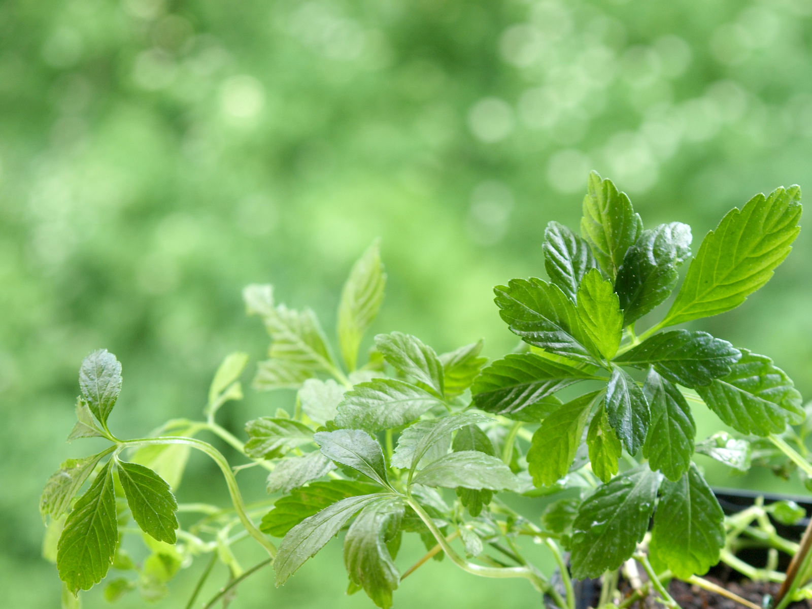 Jiaogulan-Extrakt bei Hufrehe und für die Mikrozirkulation