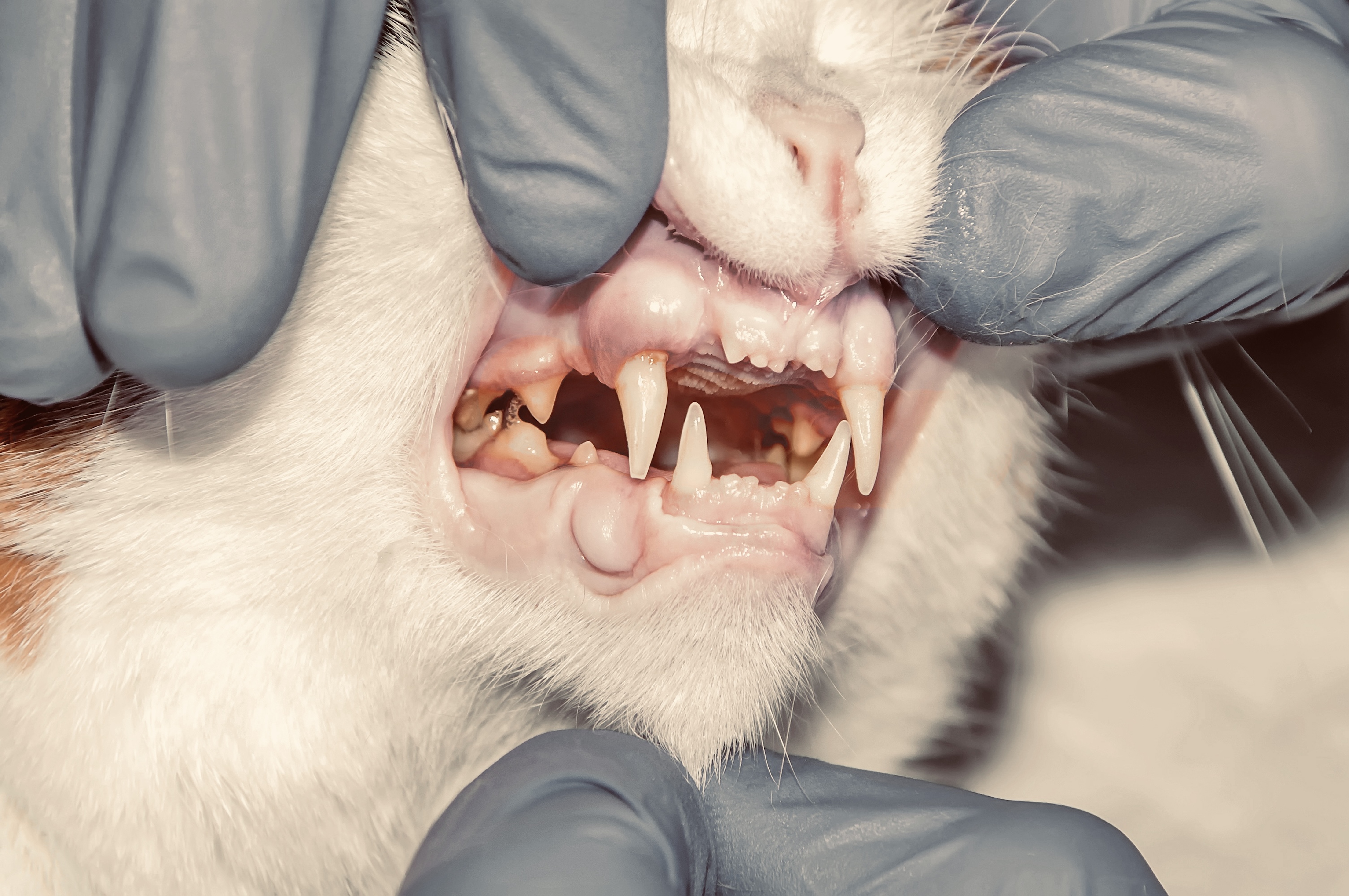 Gingivitis-Stomatitis-Oropharyngitis (GSO)