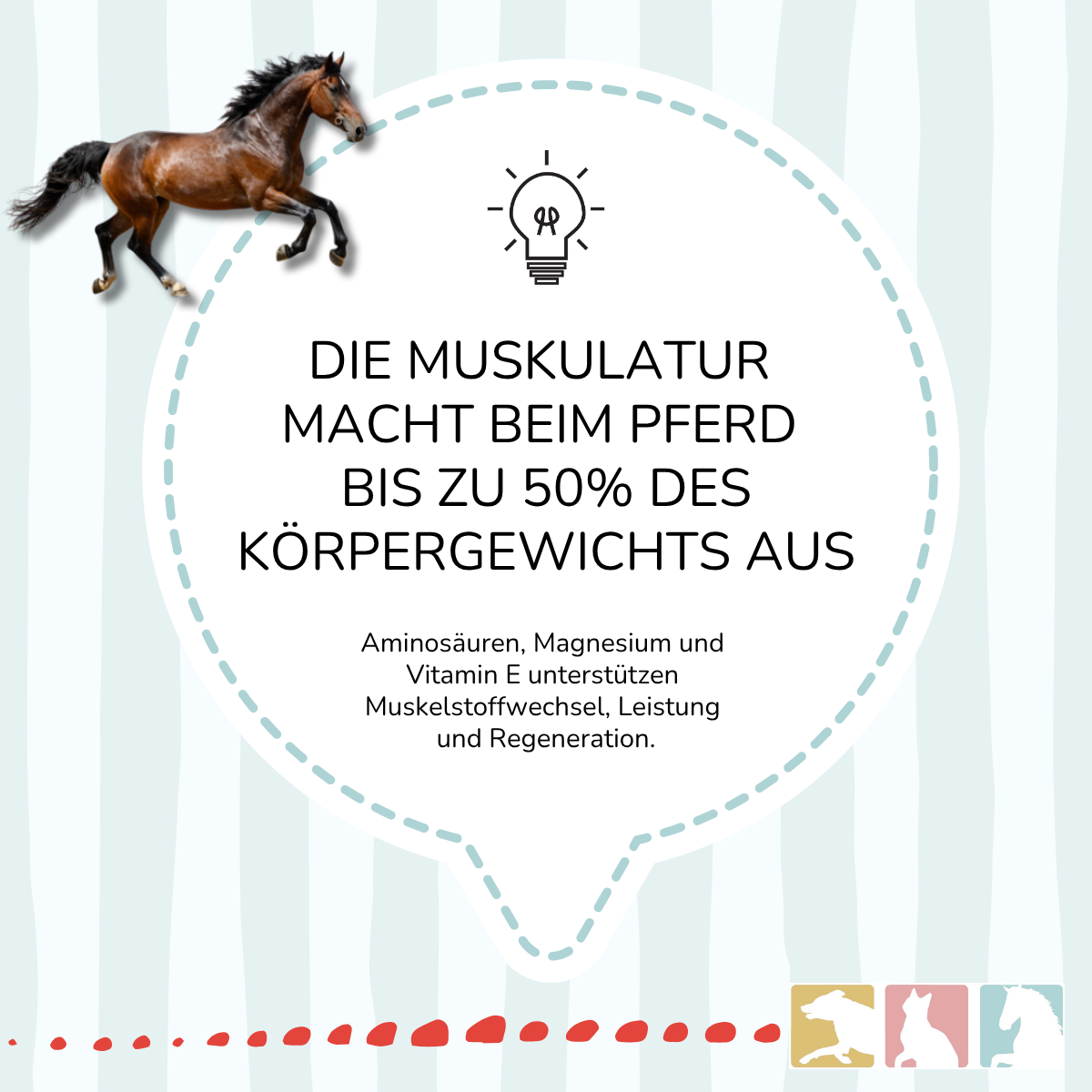 EquiMove muscle