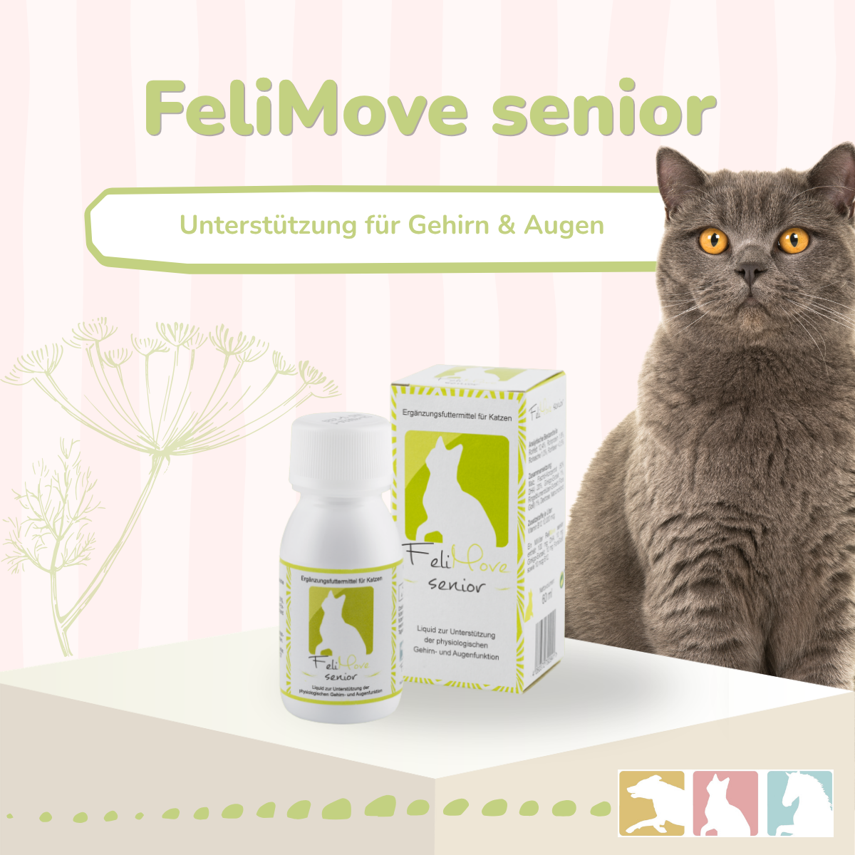 FeliMove senior