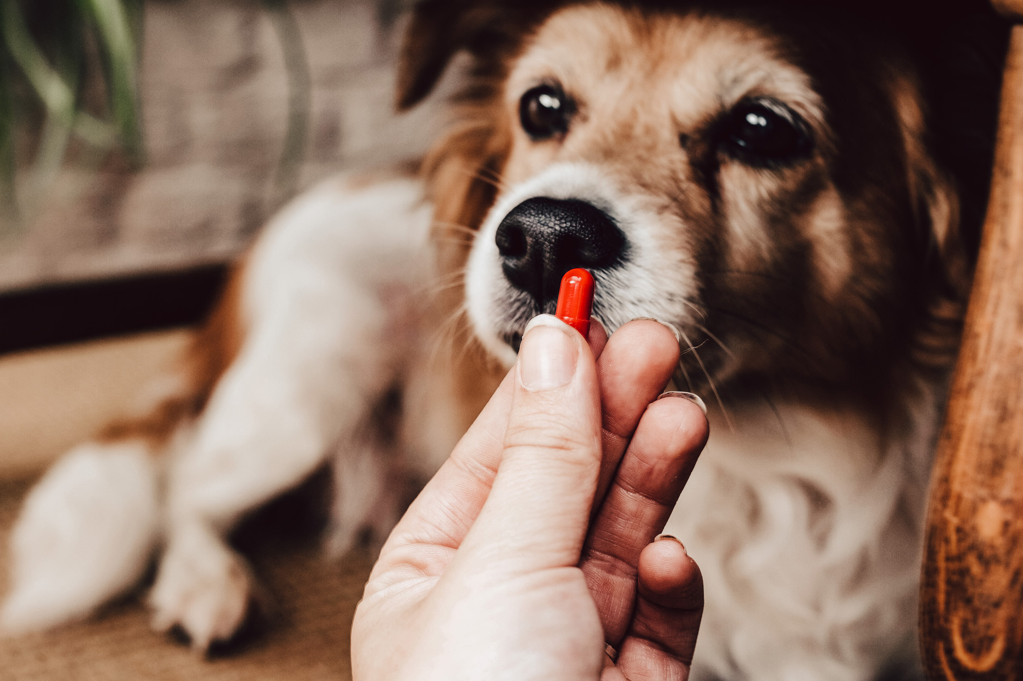 SIBO („Small Intestinal Bacterial Overgrowth“)