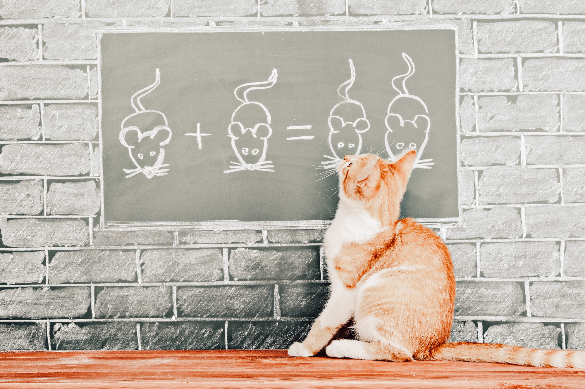 Stress-Bedingte Blasenprobleme (Katze: FLUTD - feline lower urinary tract disease)