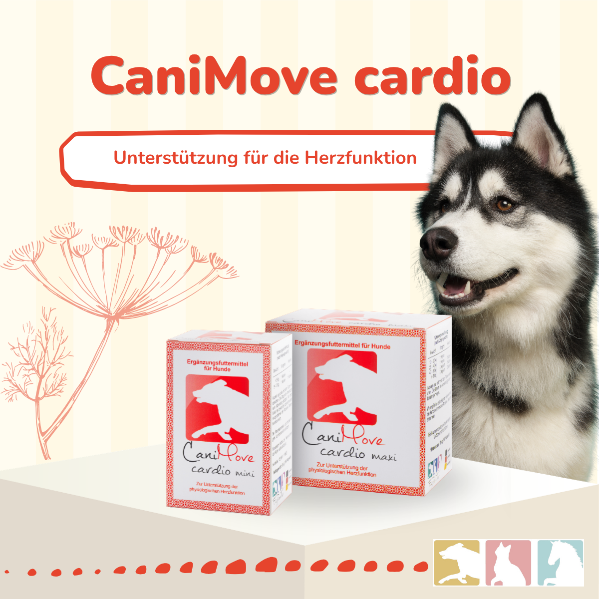 CaniMove cardio