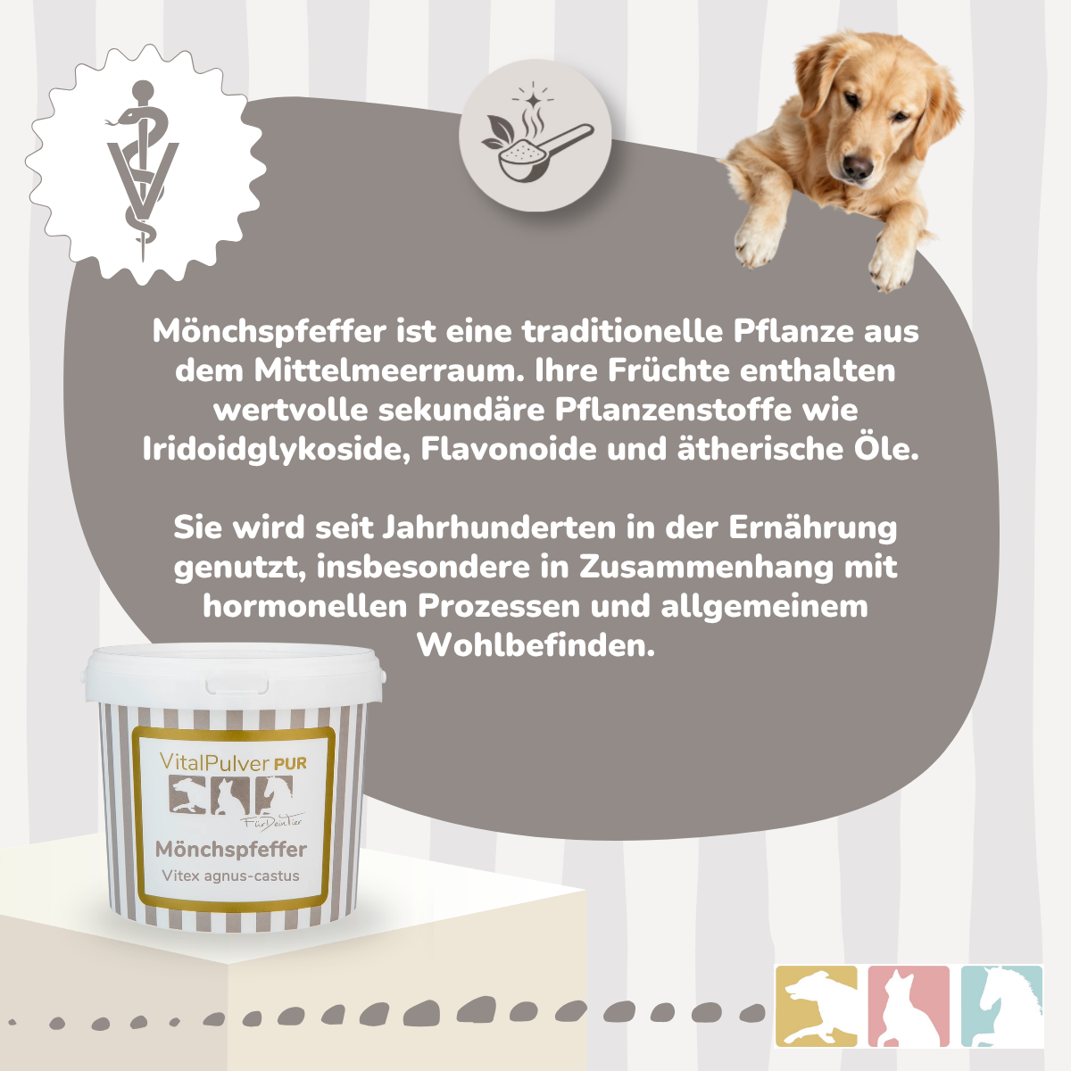 Mönchspfeffer