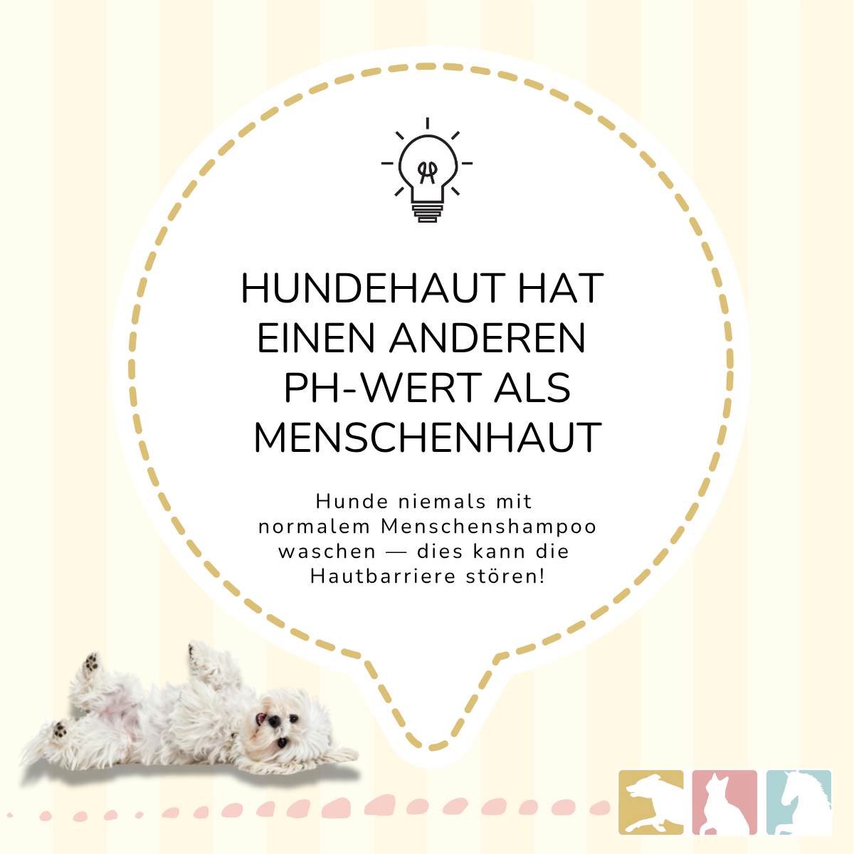 Hundeshampoo