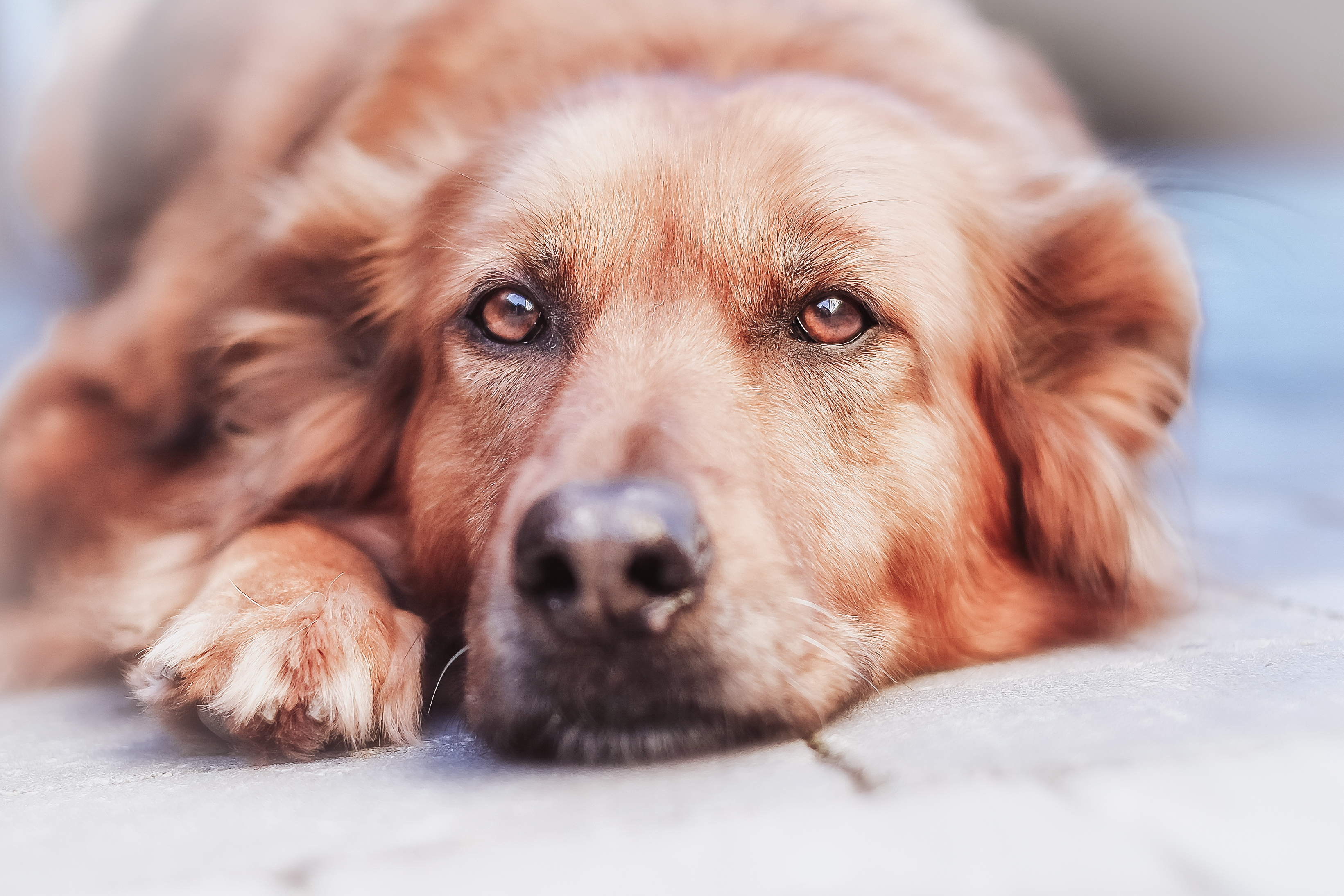 Entwurmen und Darmaufbau bei Hund, Katze und Pferd