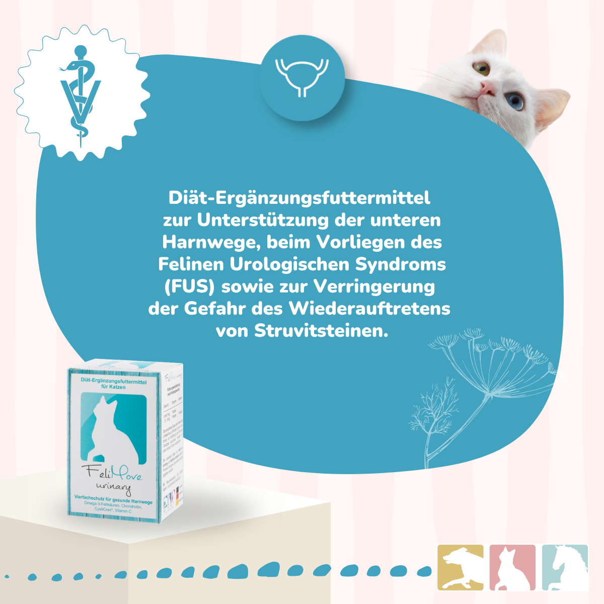 FeliMove urinary - MHD (09/26) Aktion