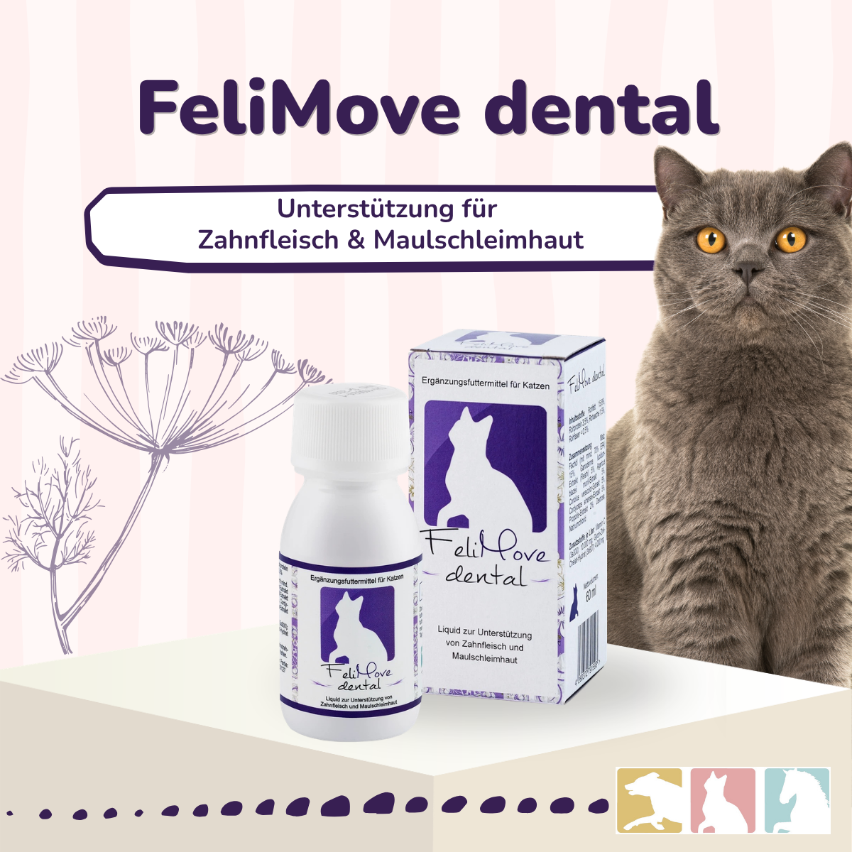 FeliMove dental