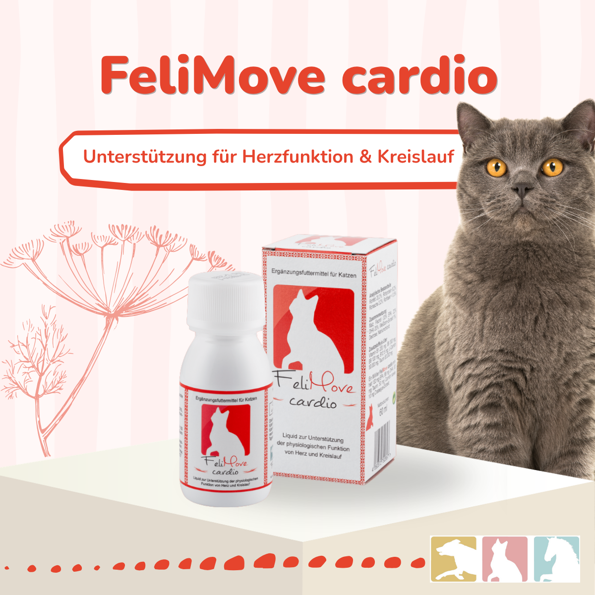 FeliMove cardio