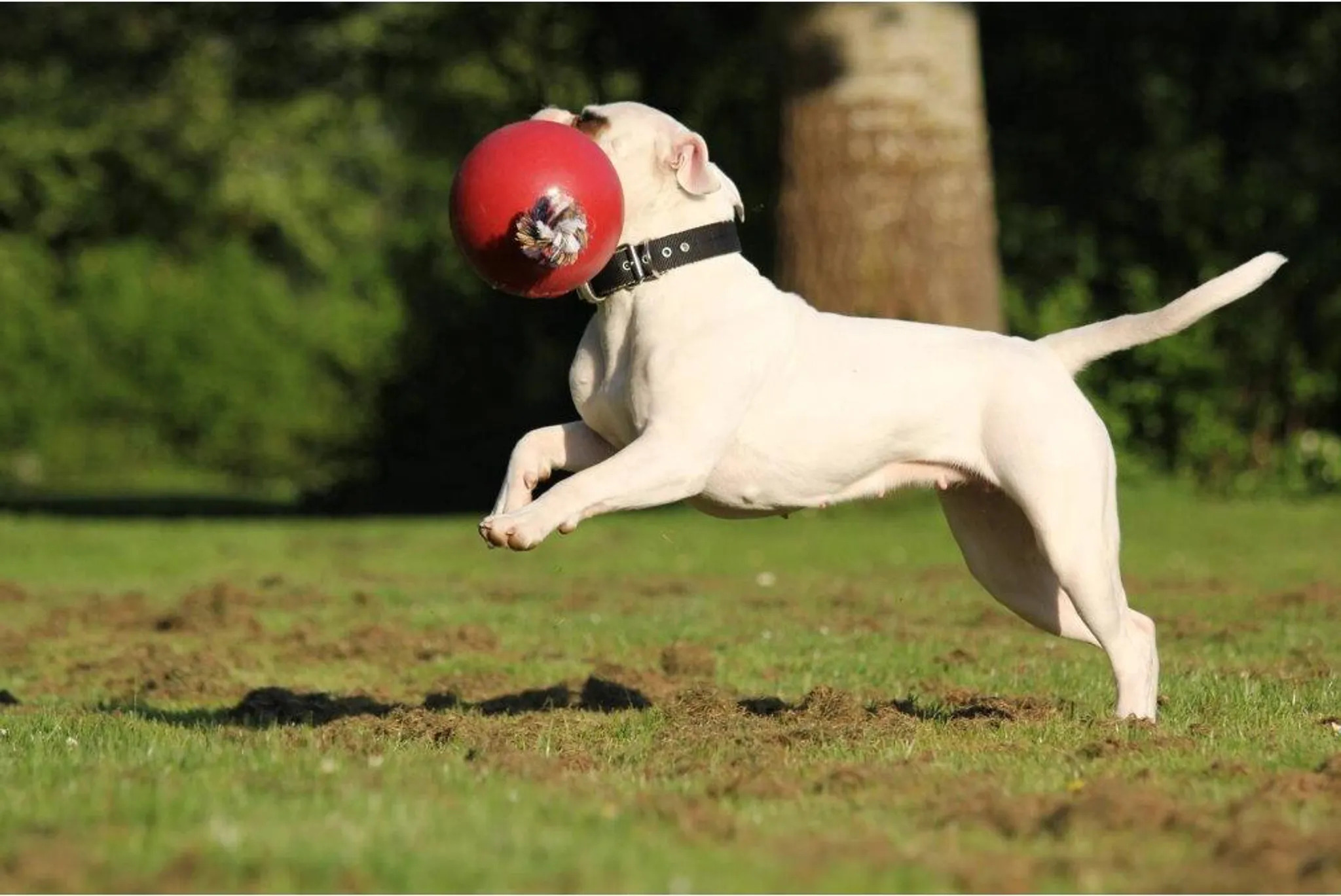 Jolly Pets JOLL051A - Ball Romp-n-Roll, 20 cm