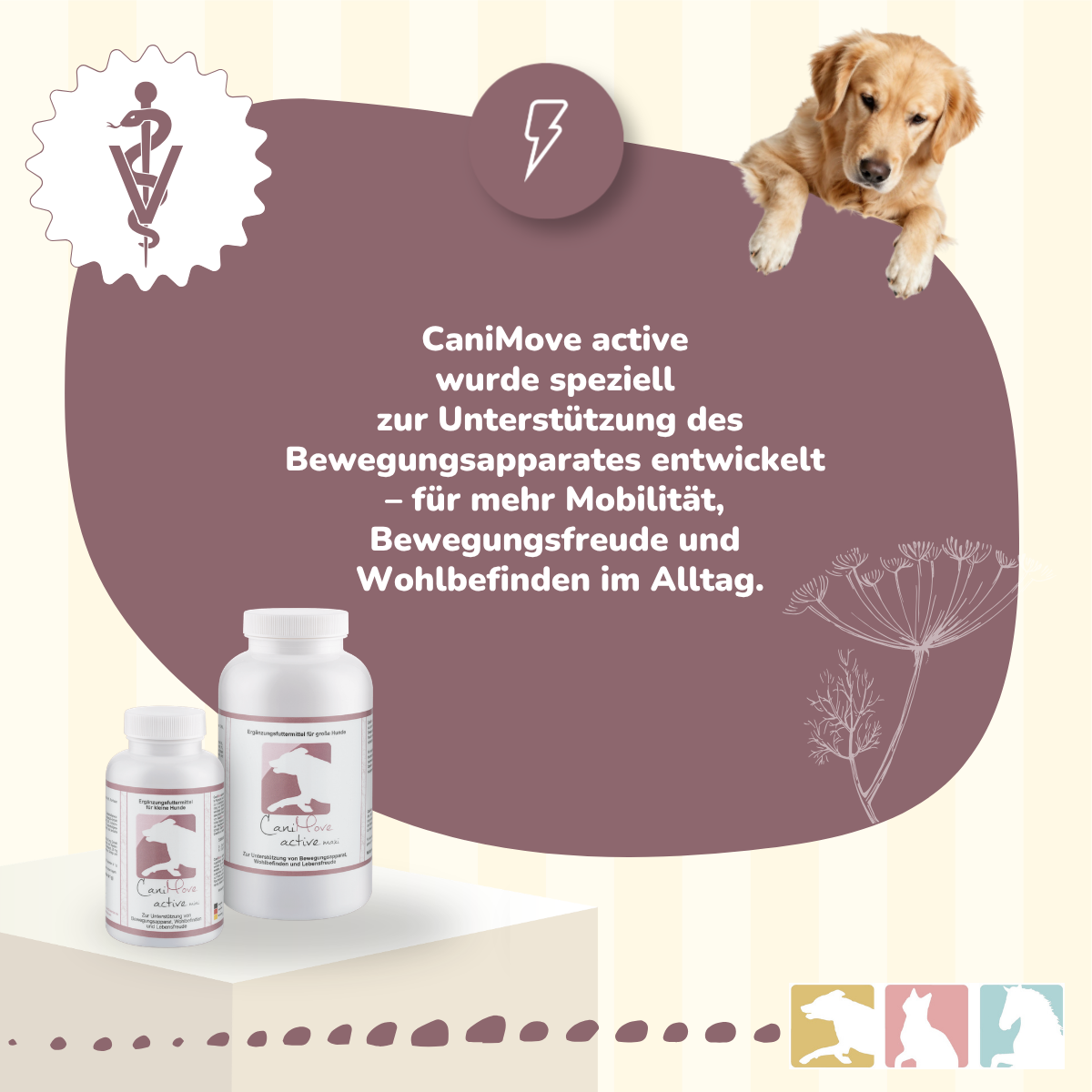 CaniMove active