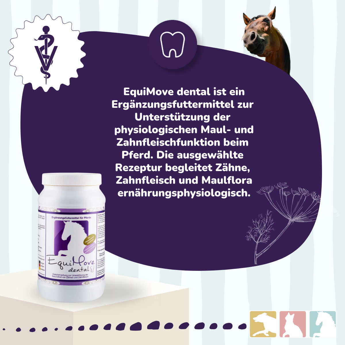 EquiMove dental