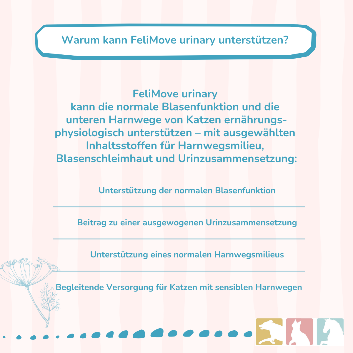 FeliMove urinary - MHD (09/26) Aktion