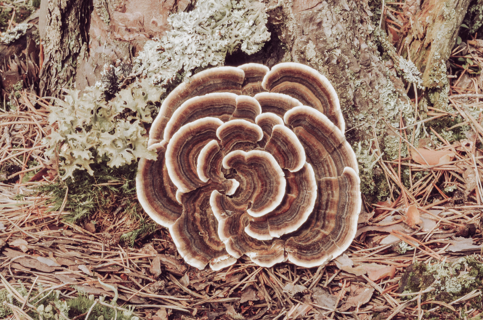 Coriolus versicolor