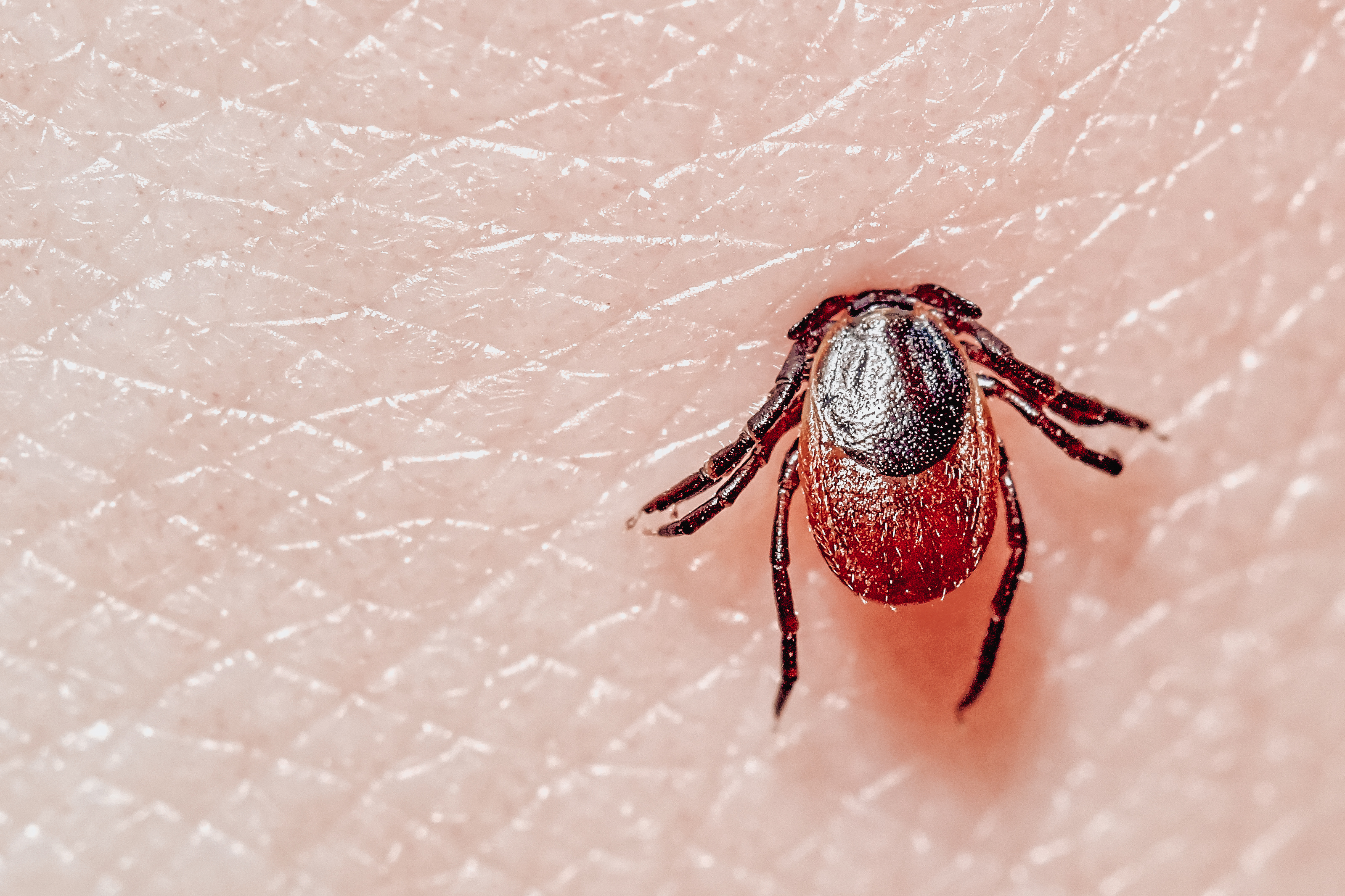 Gemeiner Holzbock (Ixodes ricinus)