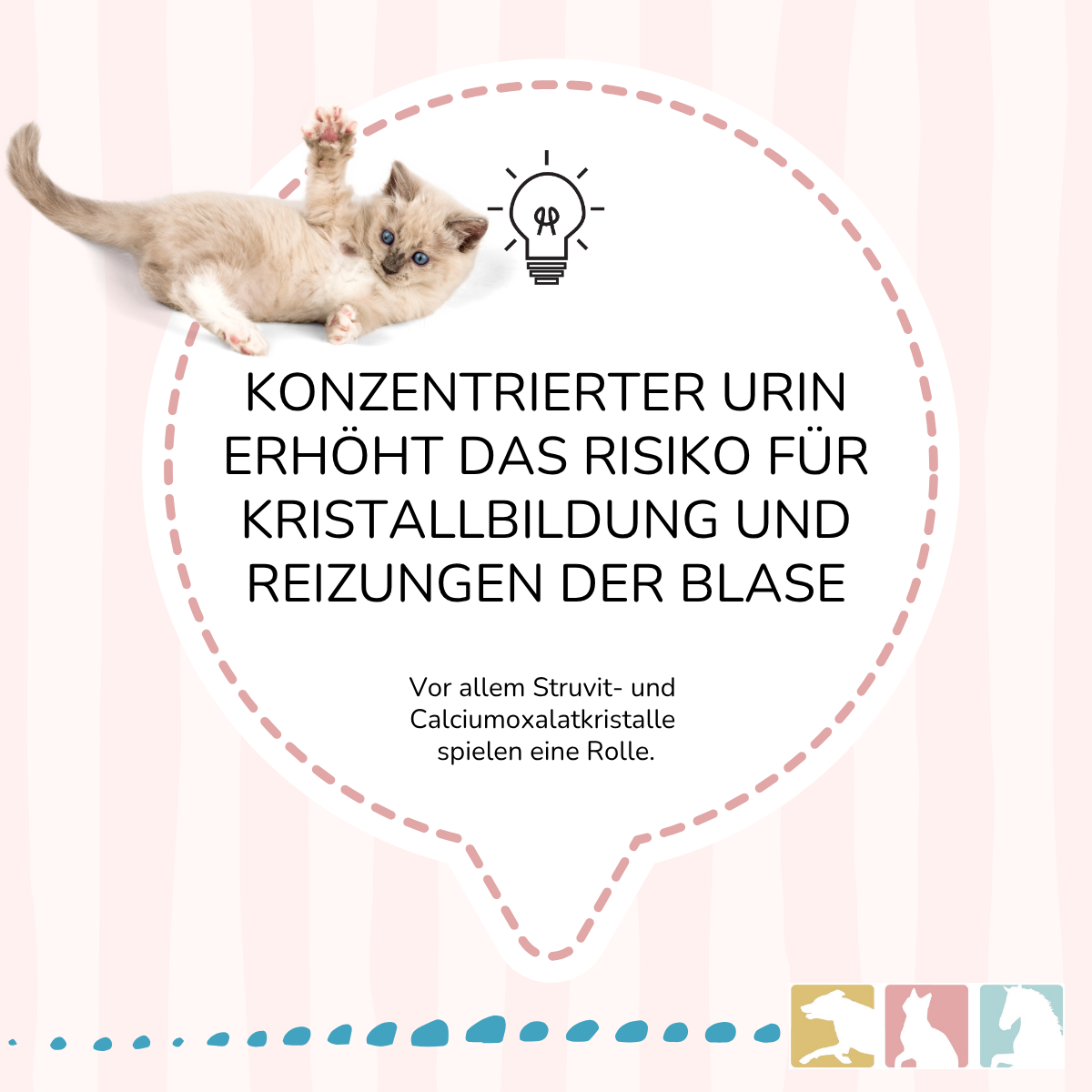 FeliMove urinary - MHD (09/26) Aktion