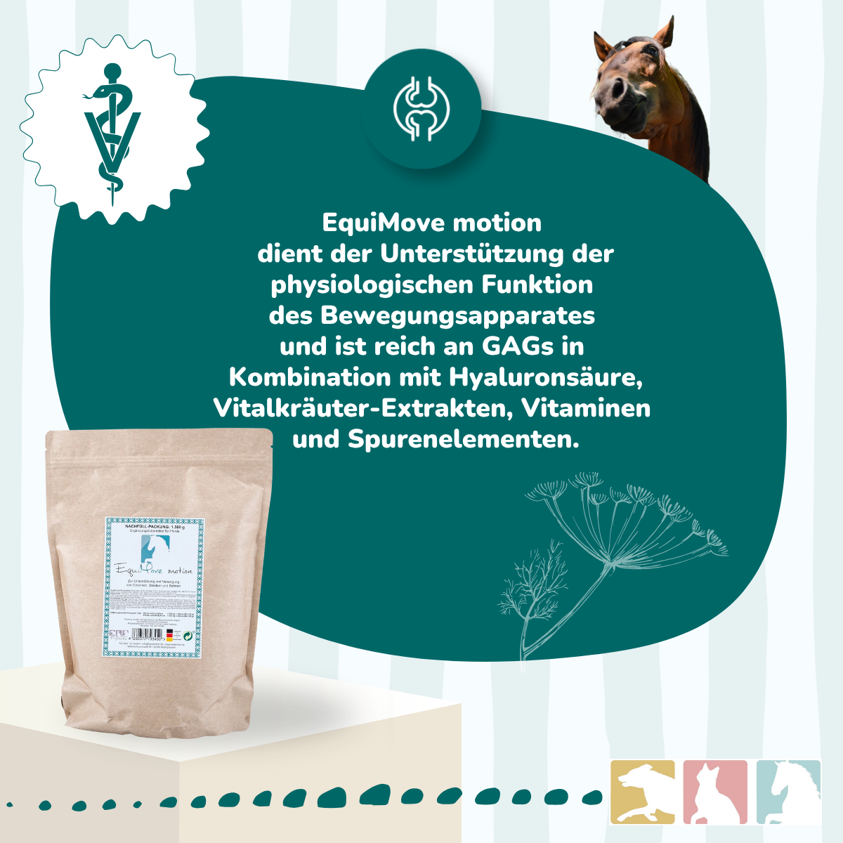 EquiMove motion