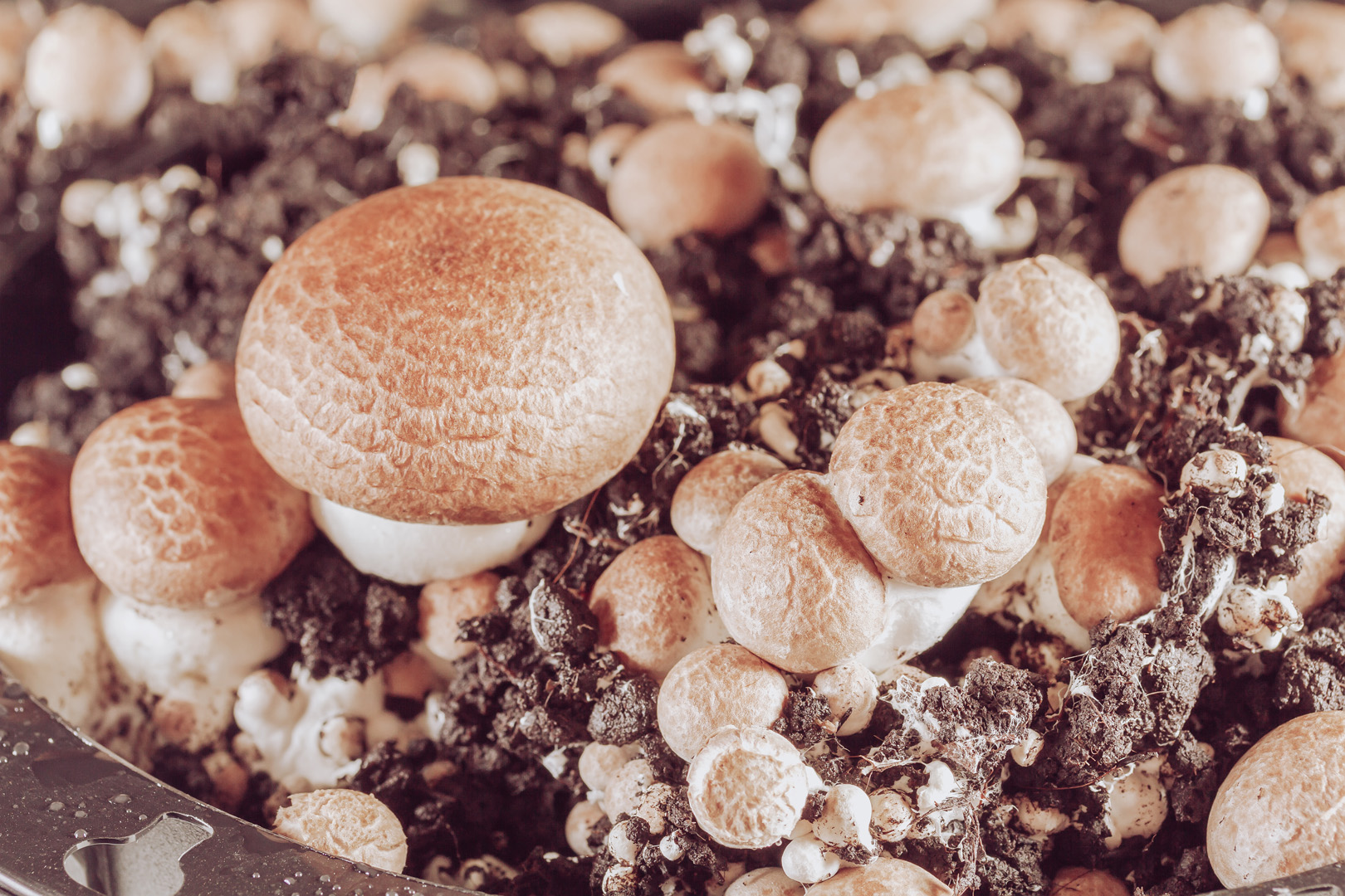 Agaricus blazeii murill