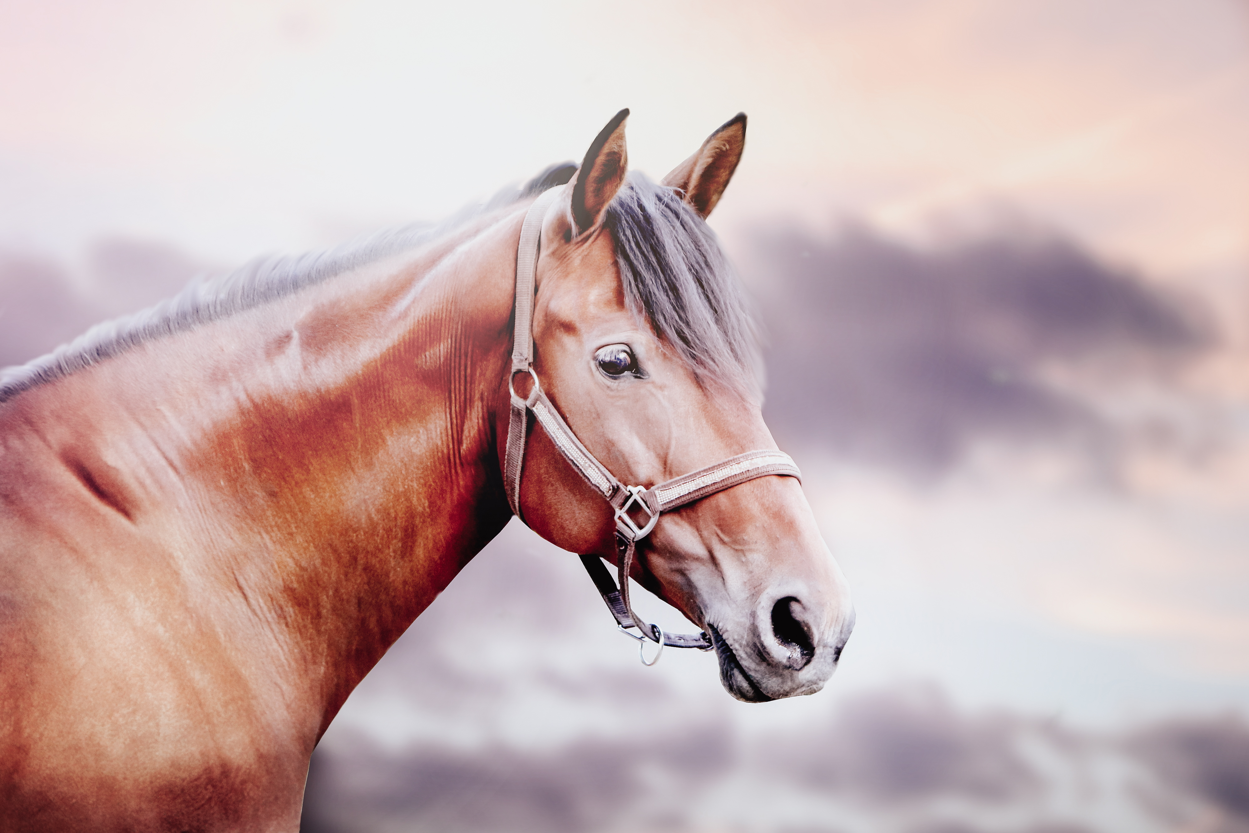 Knochendichte des Pferdes - Vitamin K2 prüfen