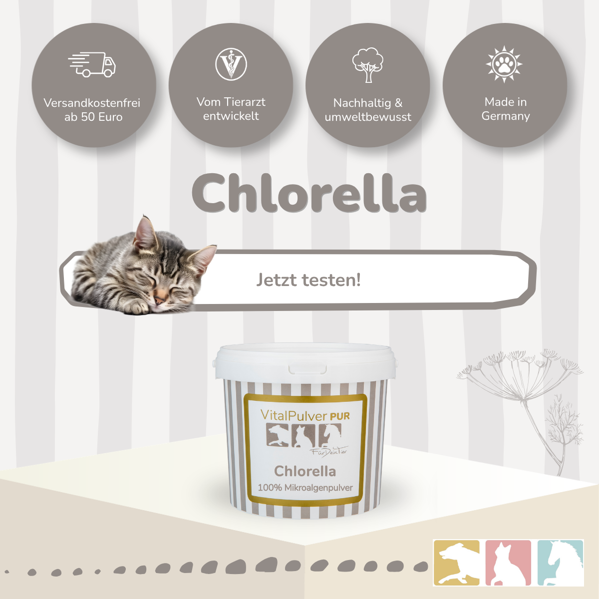 Chlorella