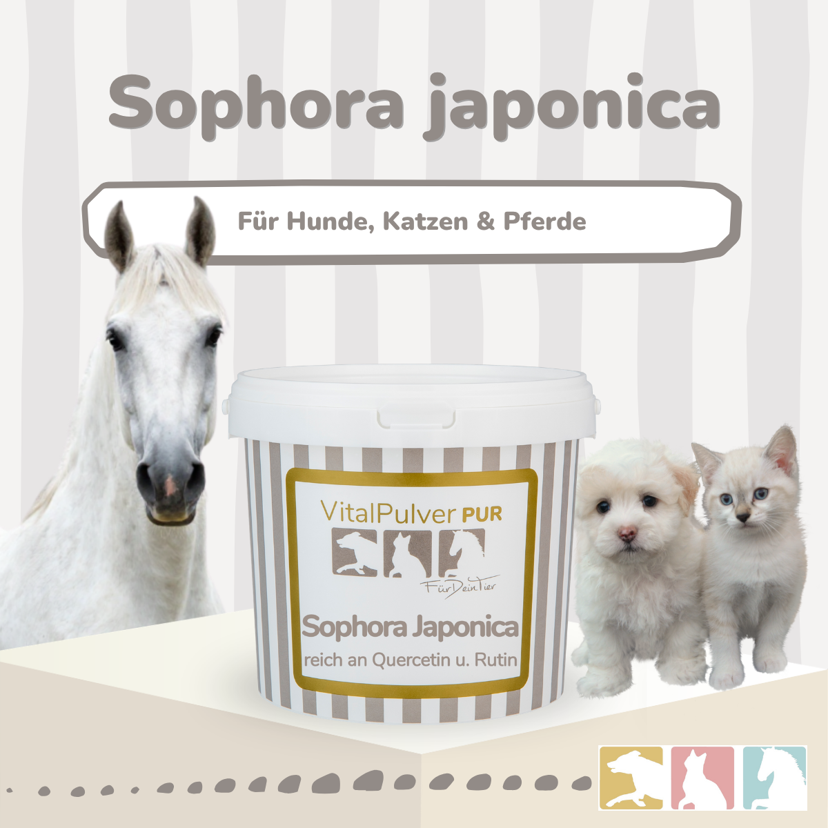 Sophora