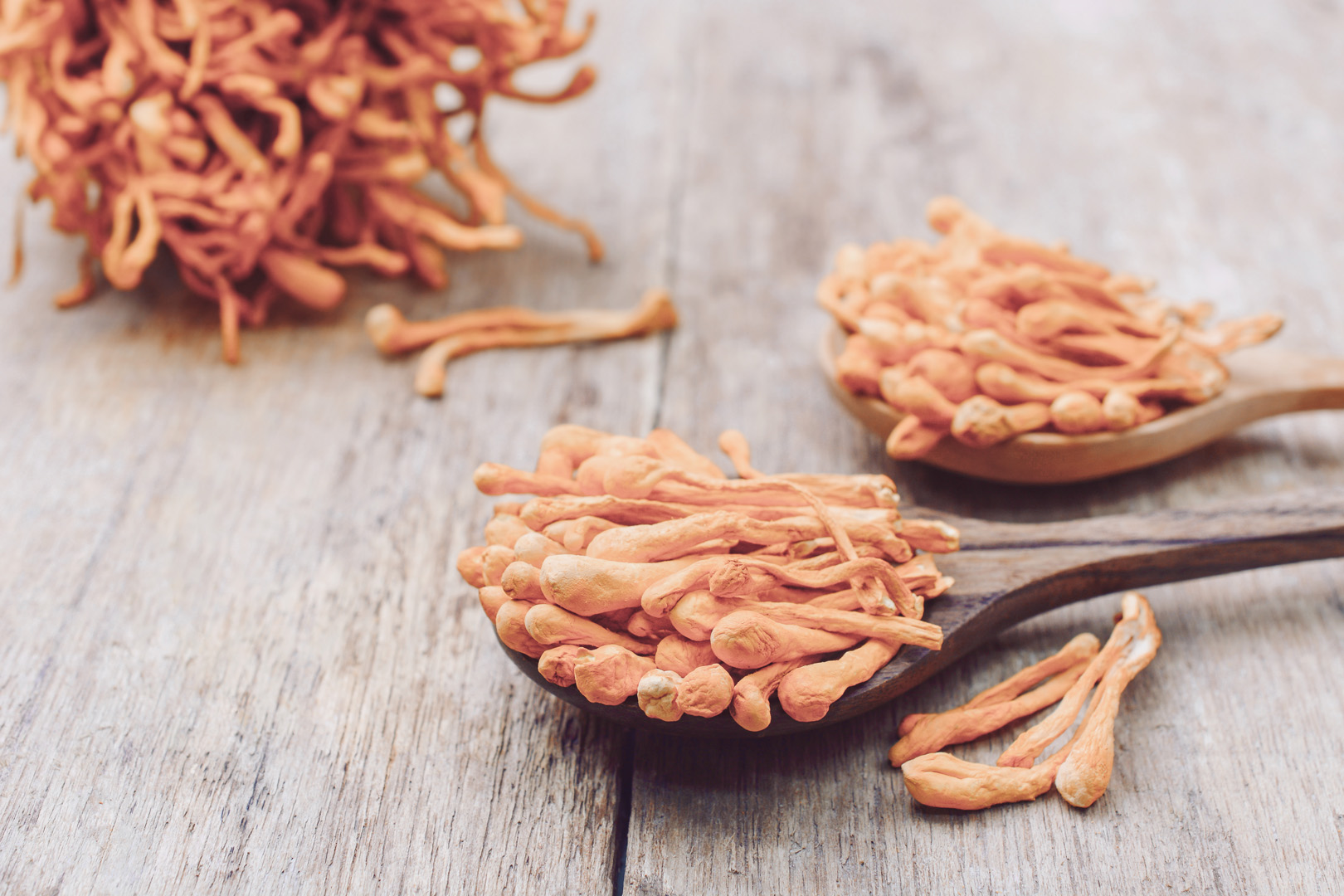 Cordyceps sinensis