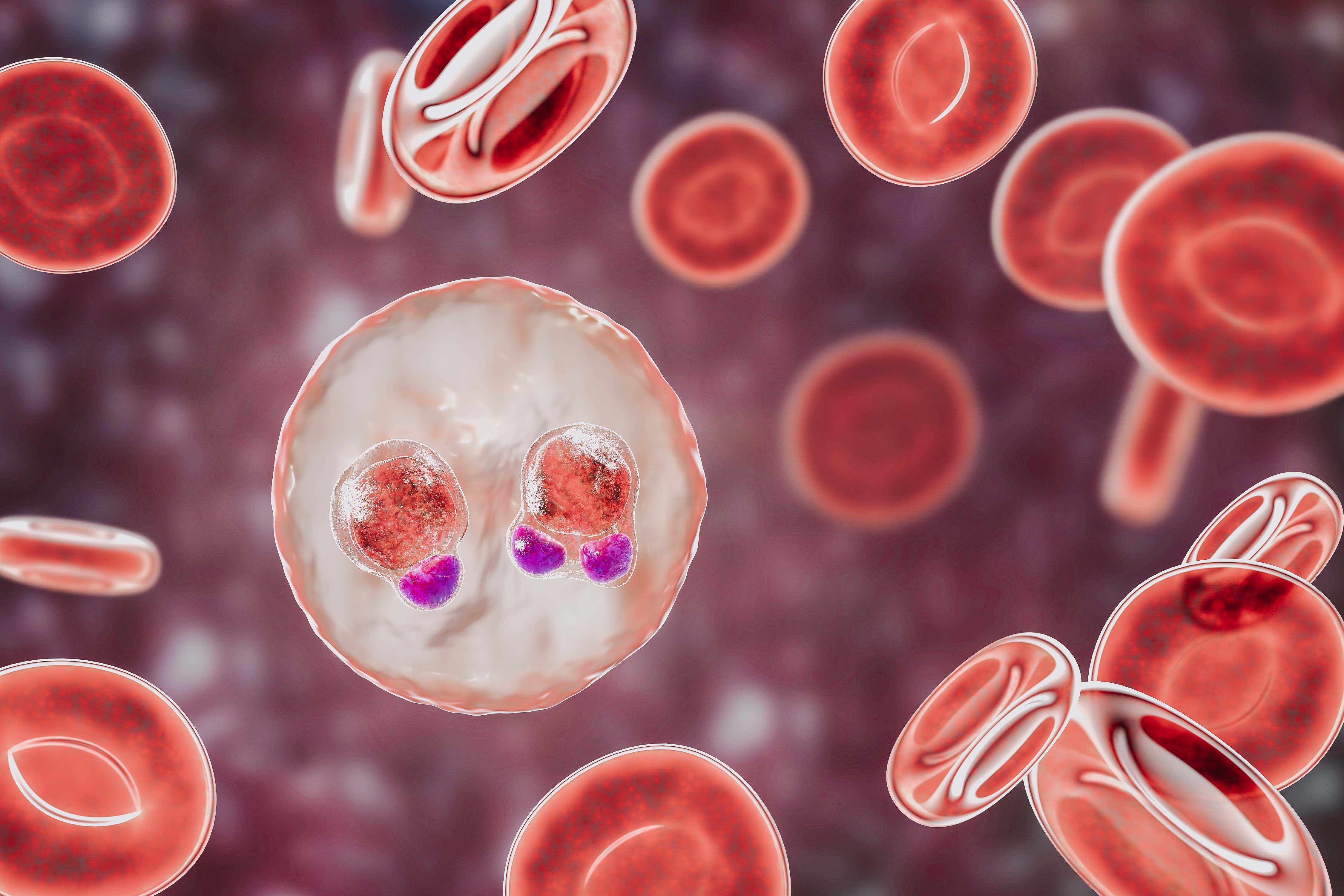 Blutarmut bei Tieren - viele Ursachen, schwierige Therapie