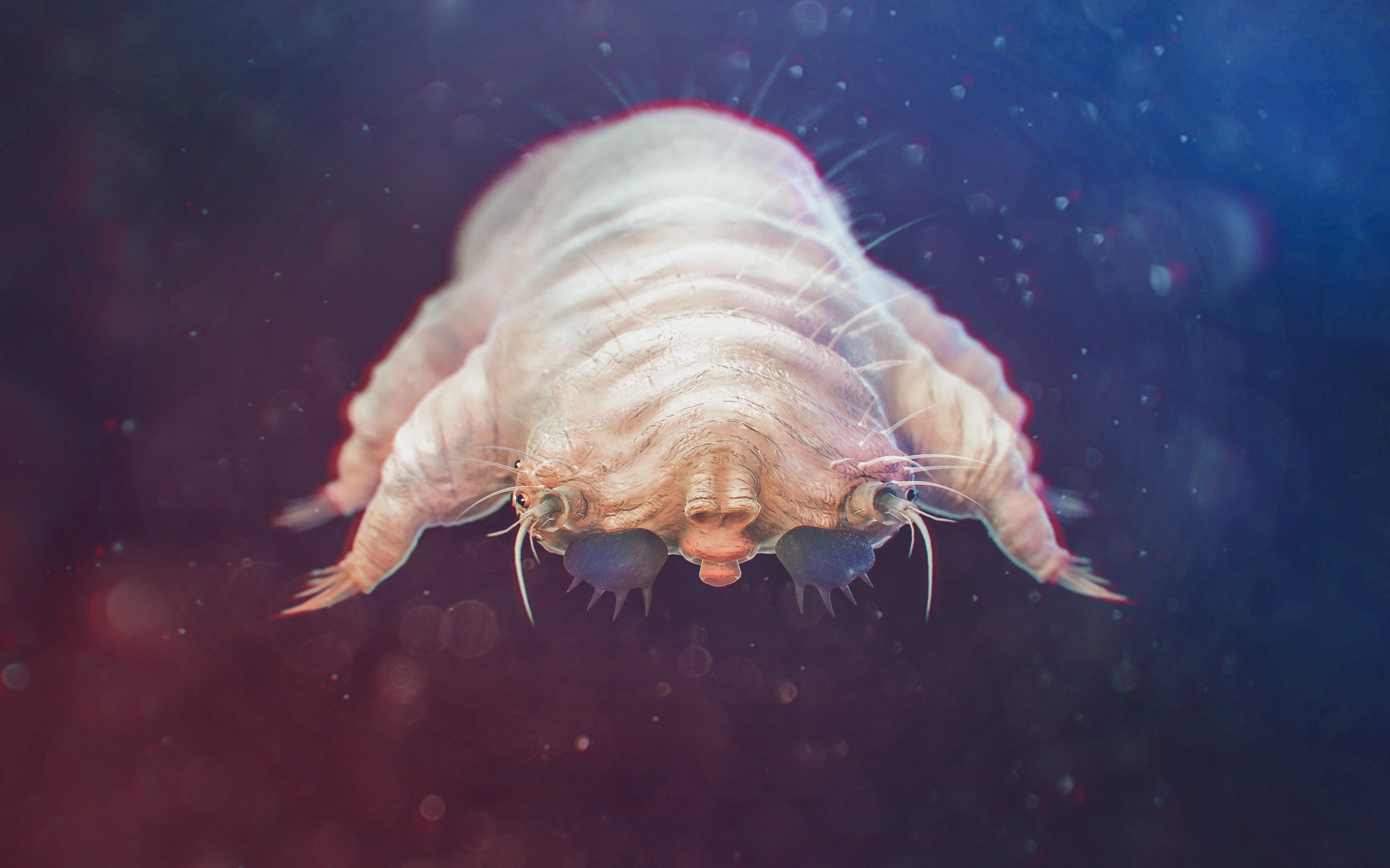 Demodex (Haarbalgmilben)