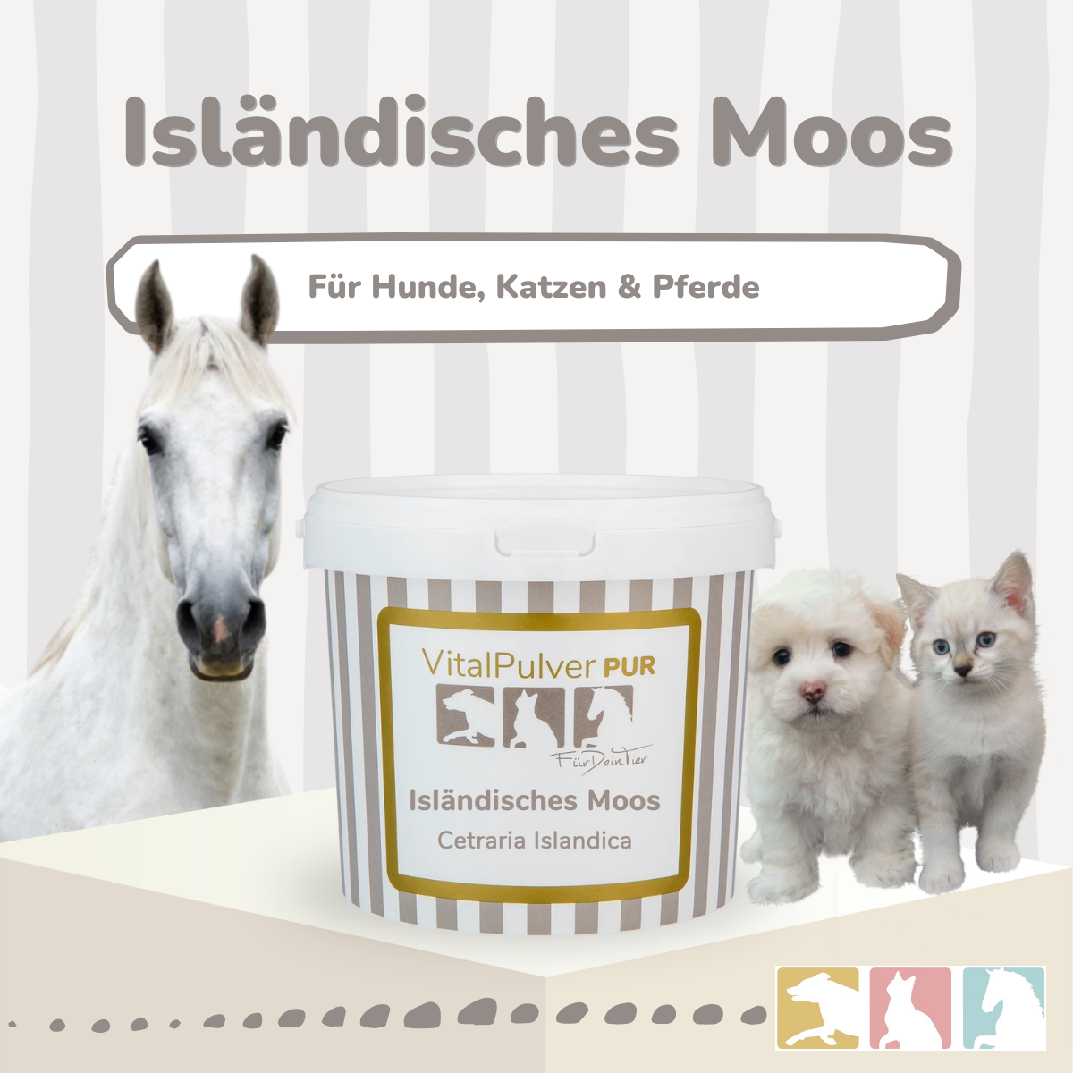 Isländisches Moos