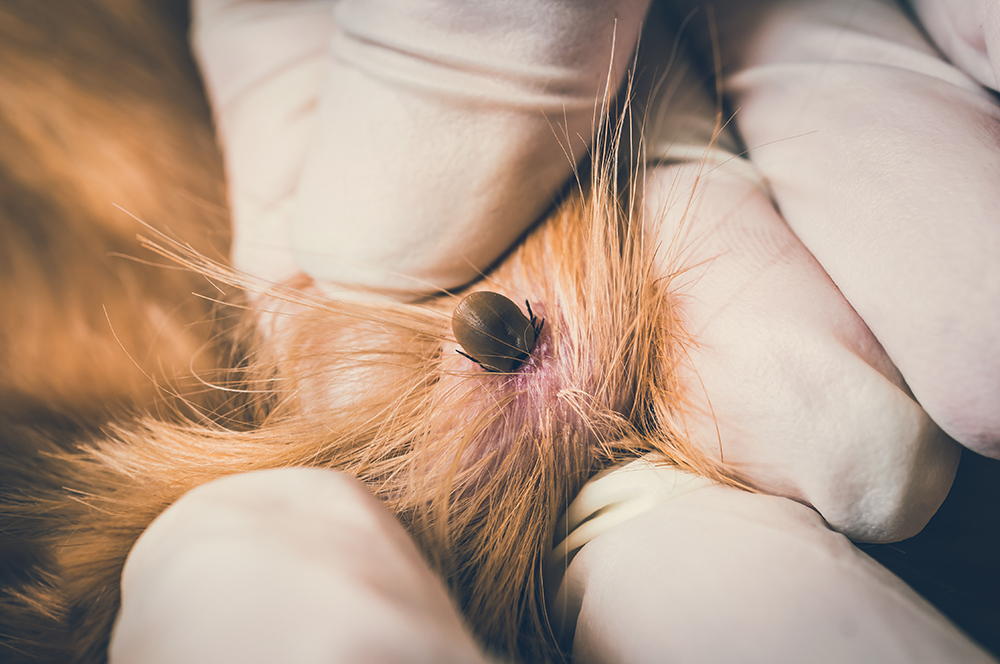 Zeckenkrankheiten beim Hund