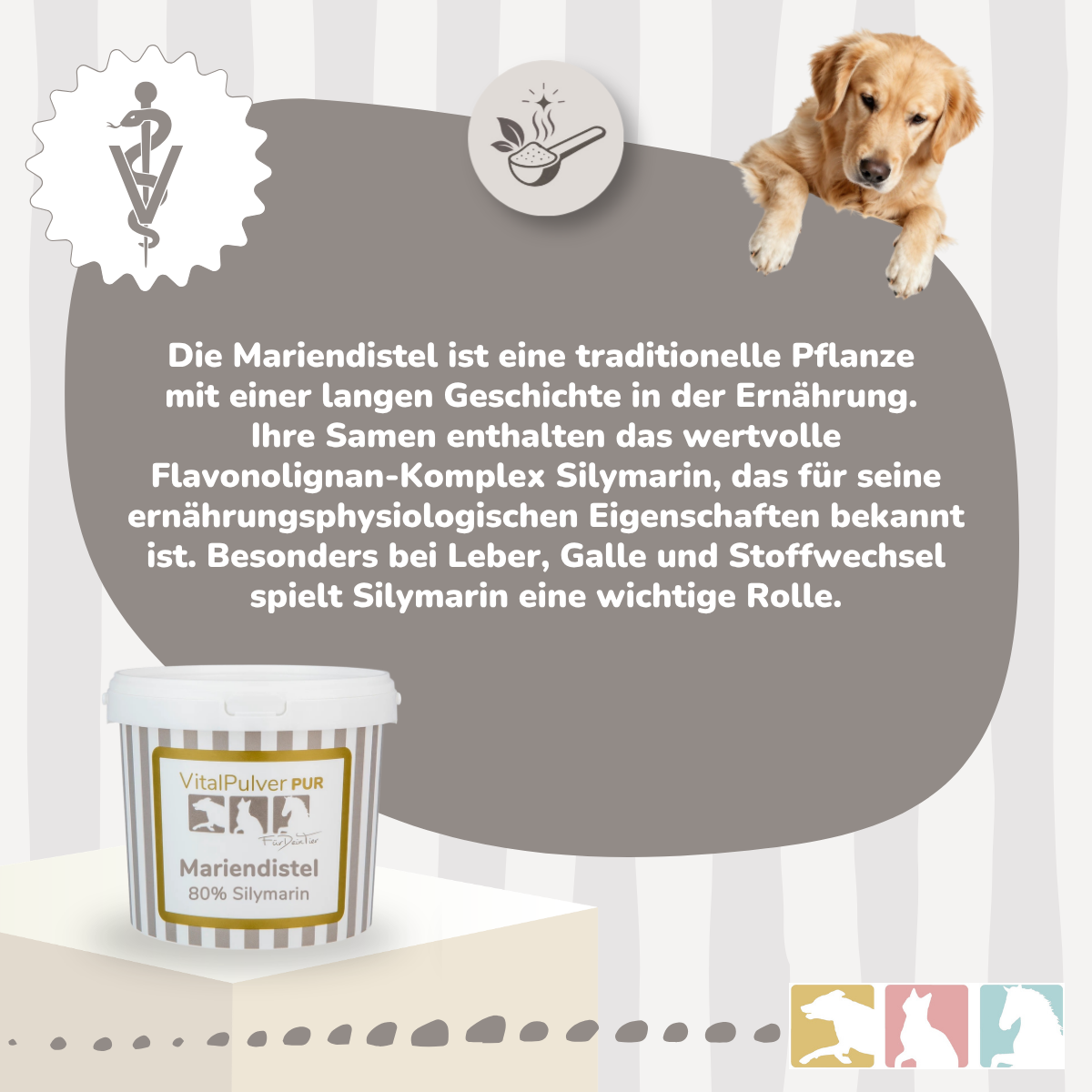 Mariendistel