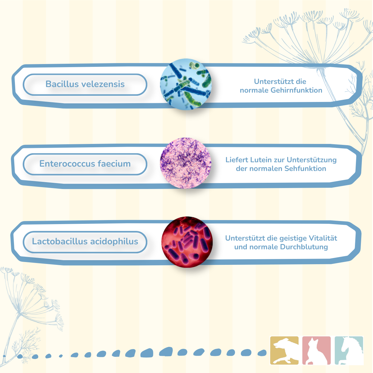 CaniMove probiotic