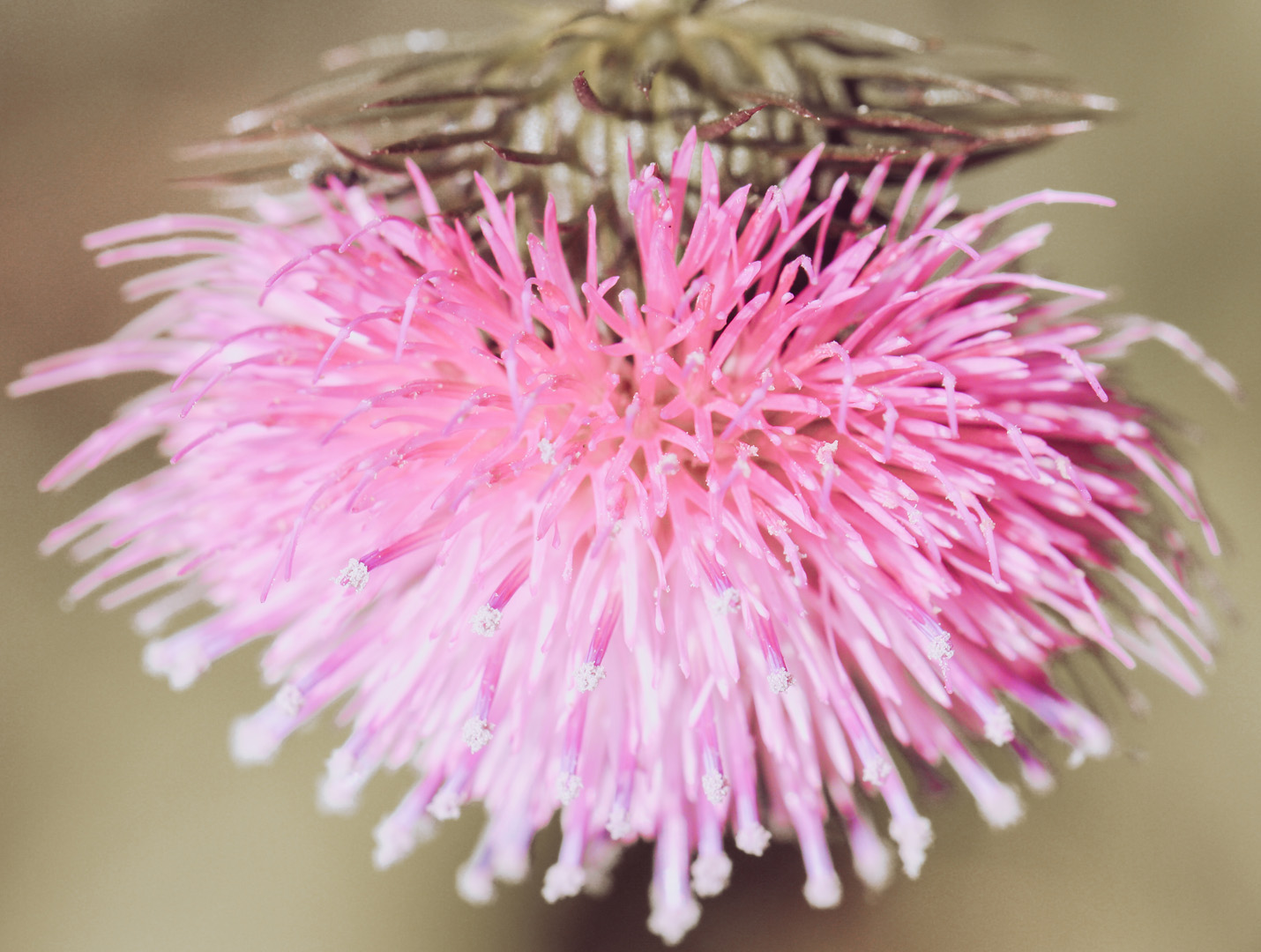 Mariendistel-Extrakt