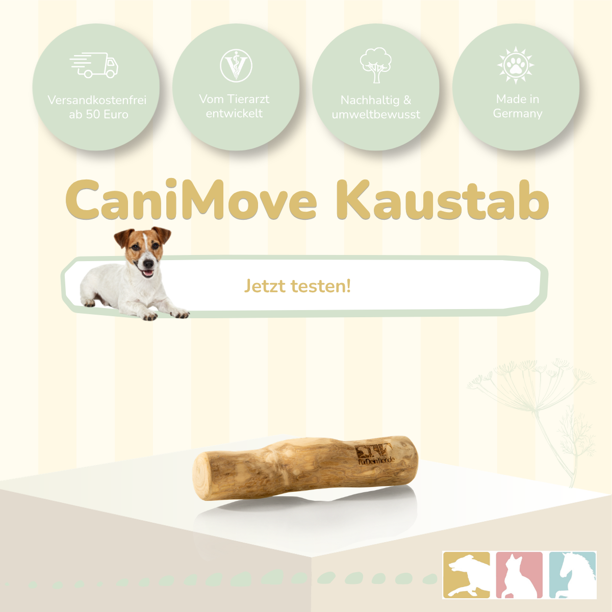 Kaustab (Kaffeeholz)