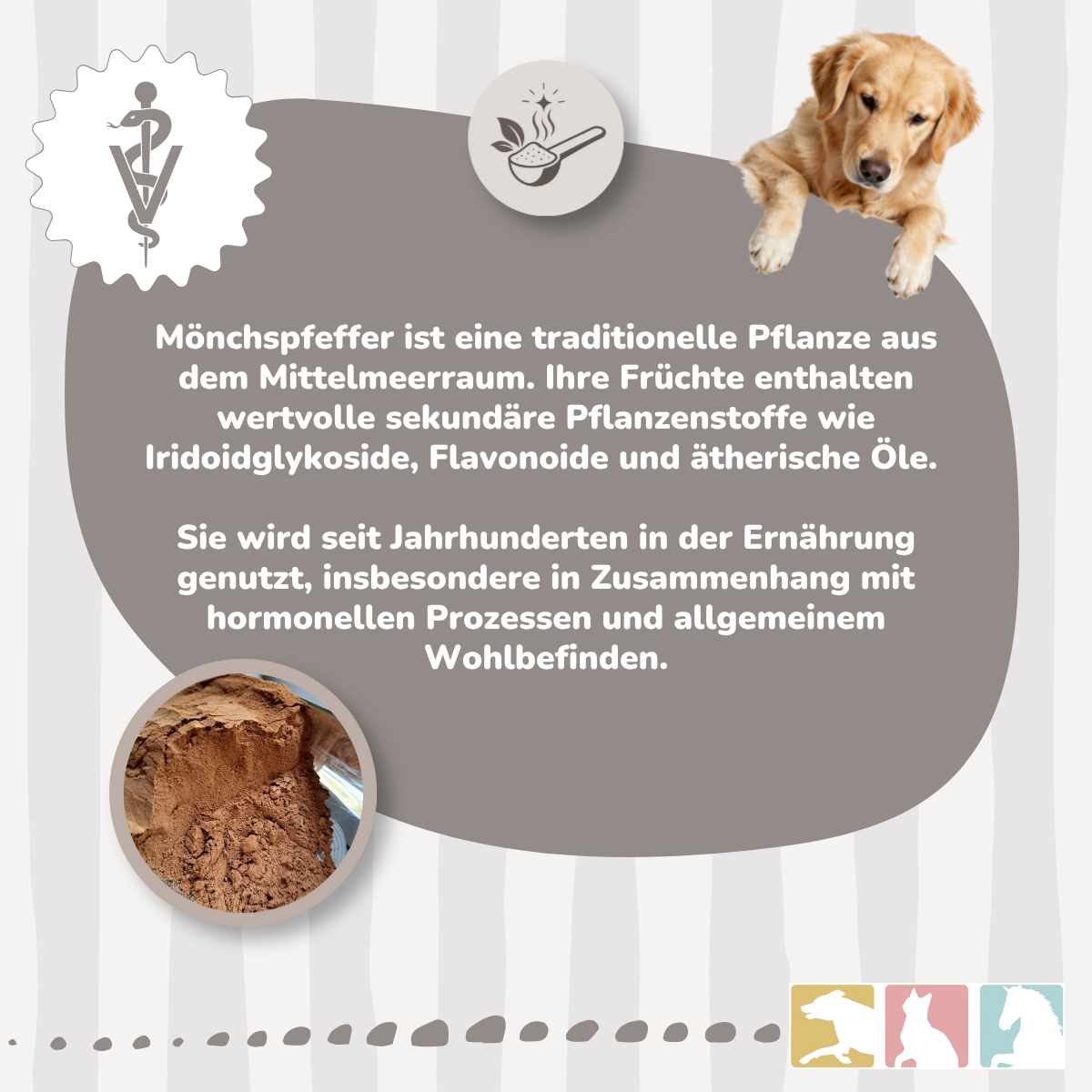 Mönchspfeffer