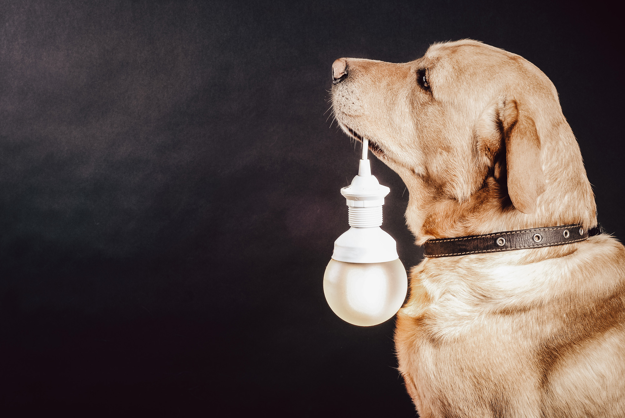 Atopische Dermatitis (AD)