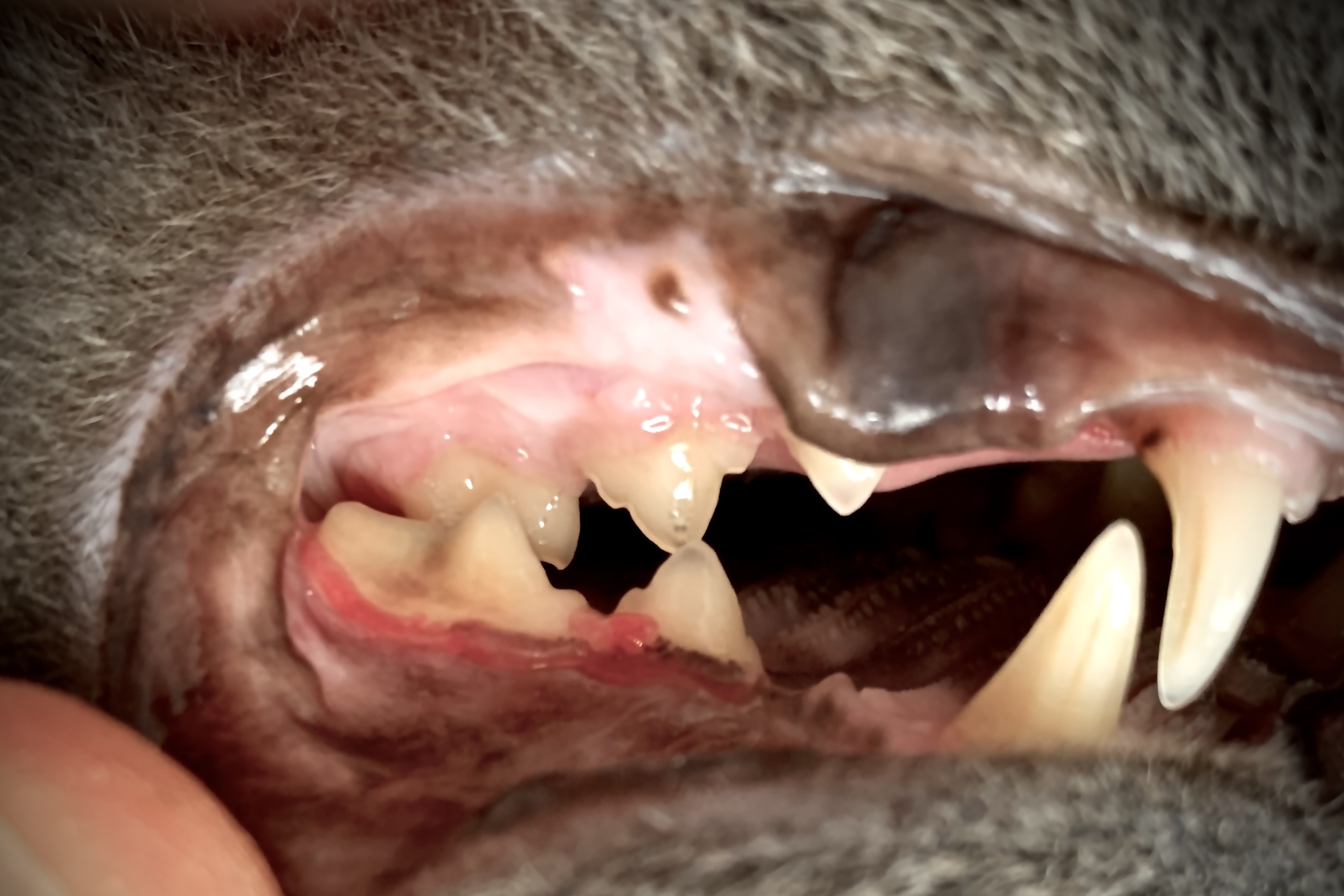 FORL (Feline Odontoklastische Resorptive Läsionen)