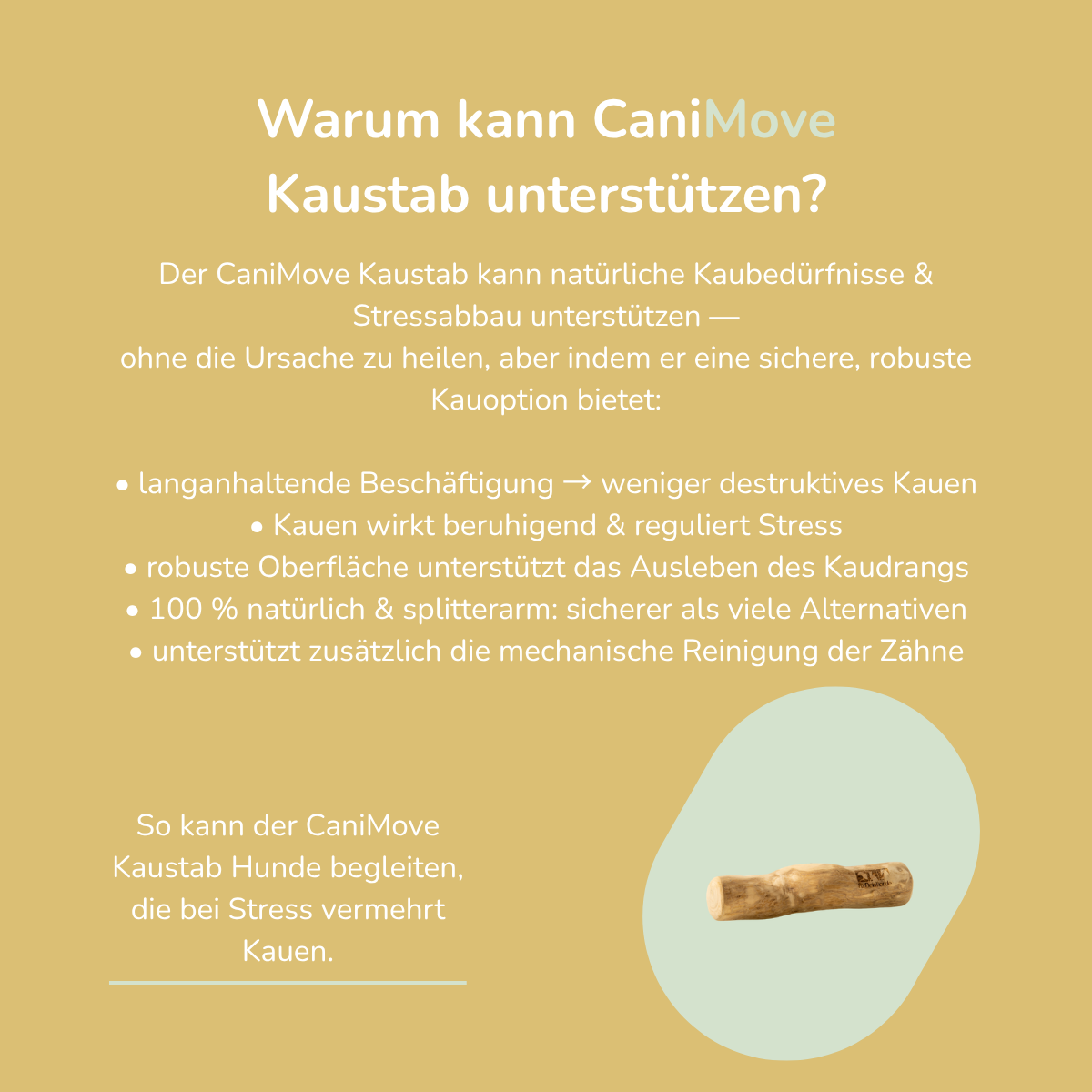 Kaustab (Kaffeeholz)