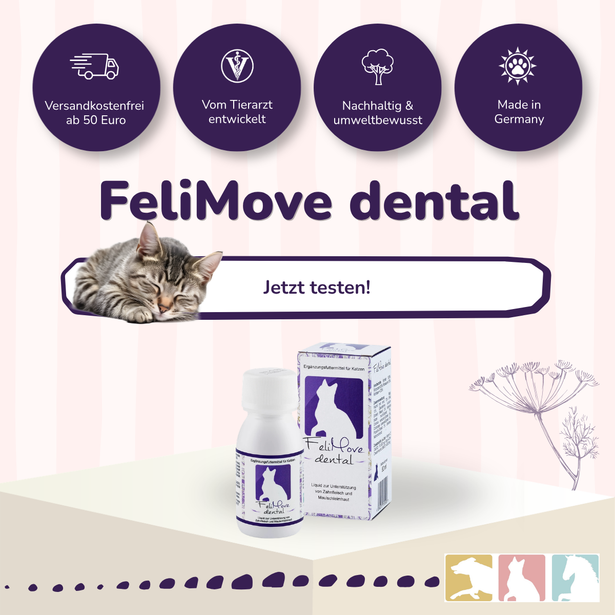 FeliMove dental