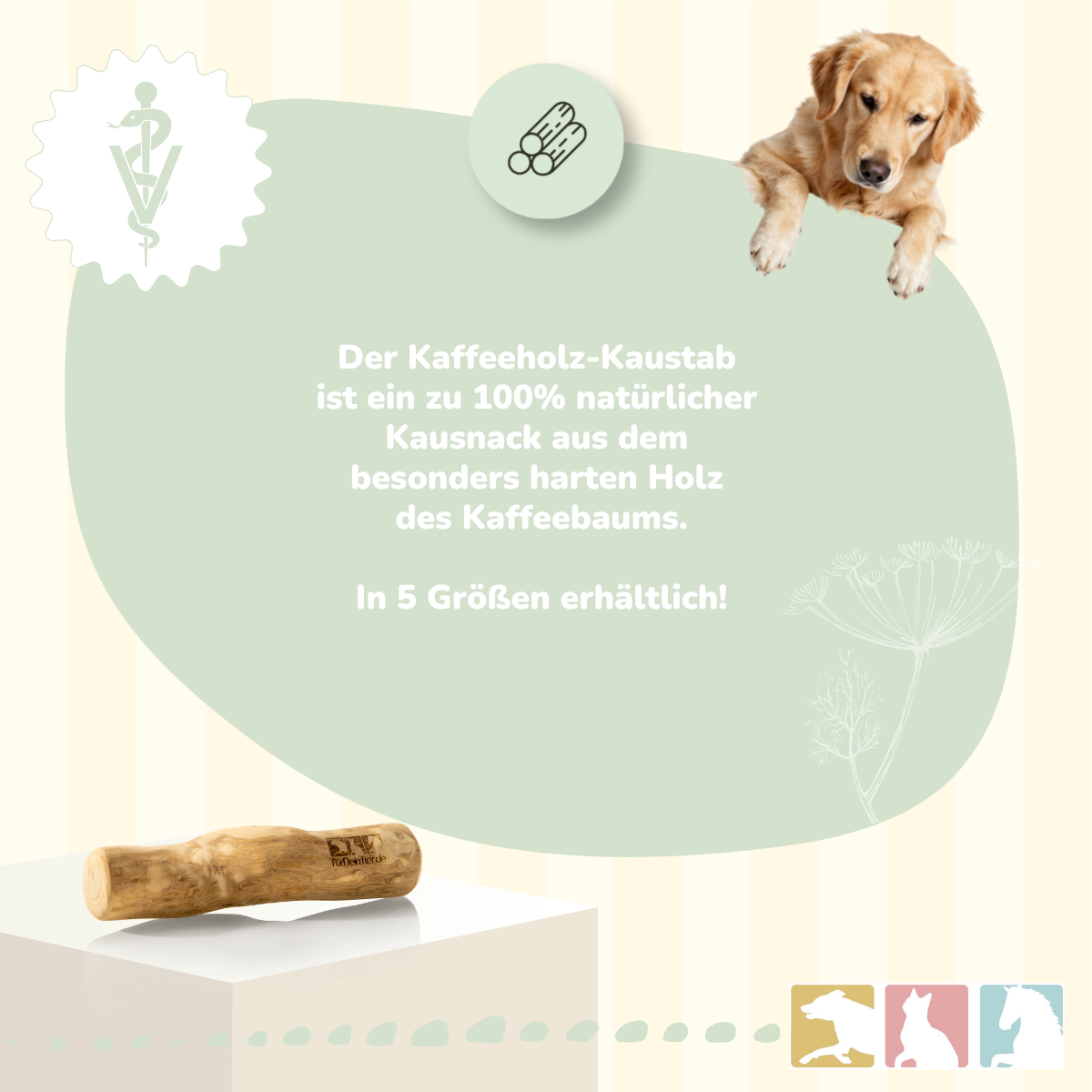Kaustab (Kaffeeholz)