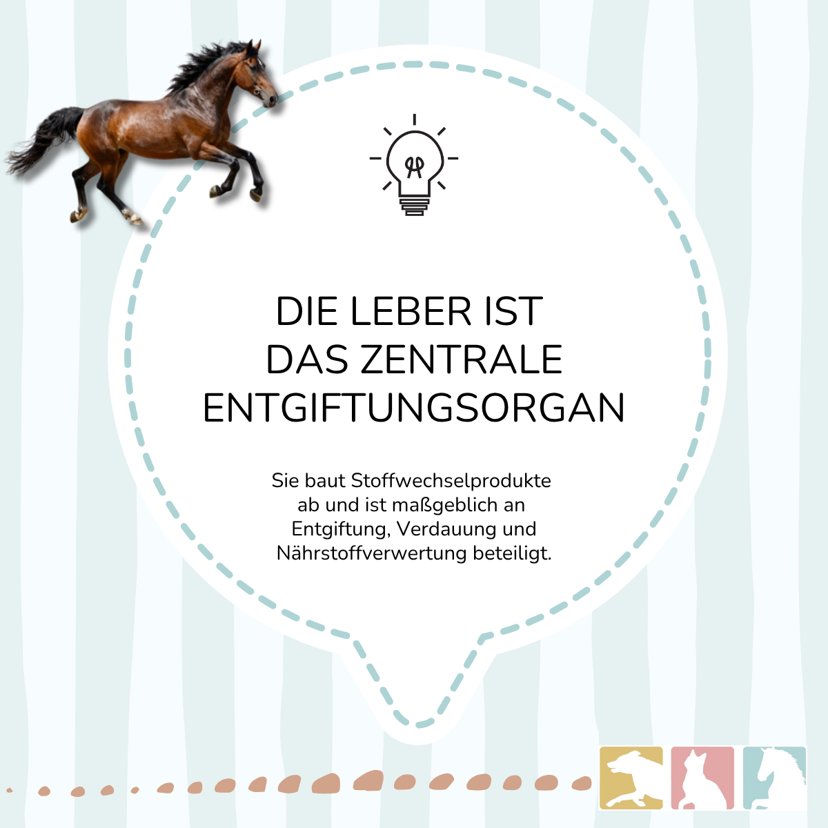 EquiMove hepar