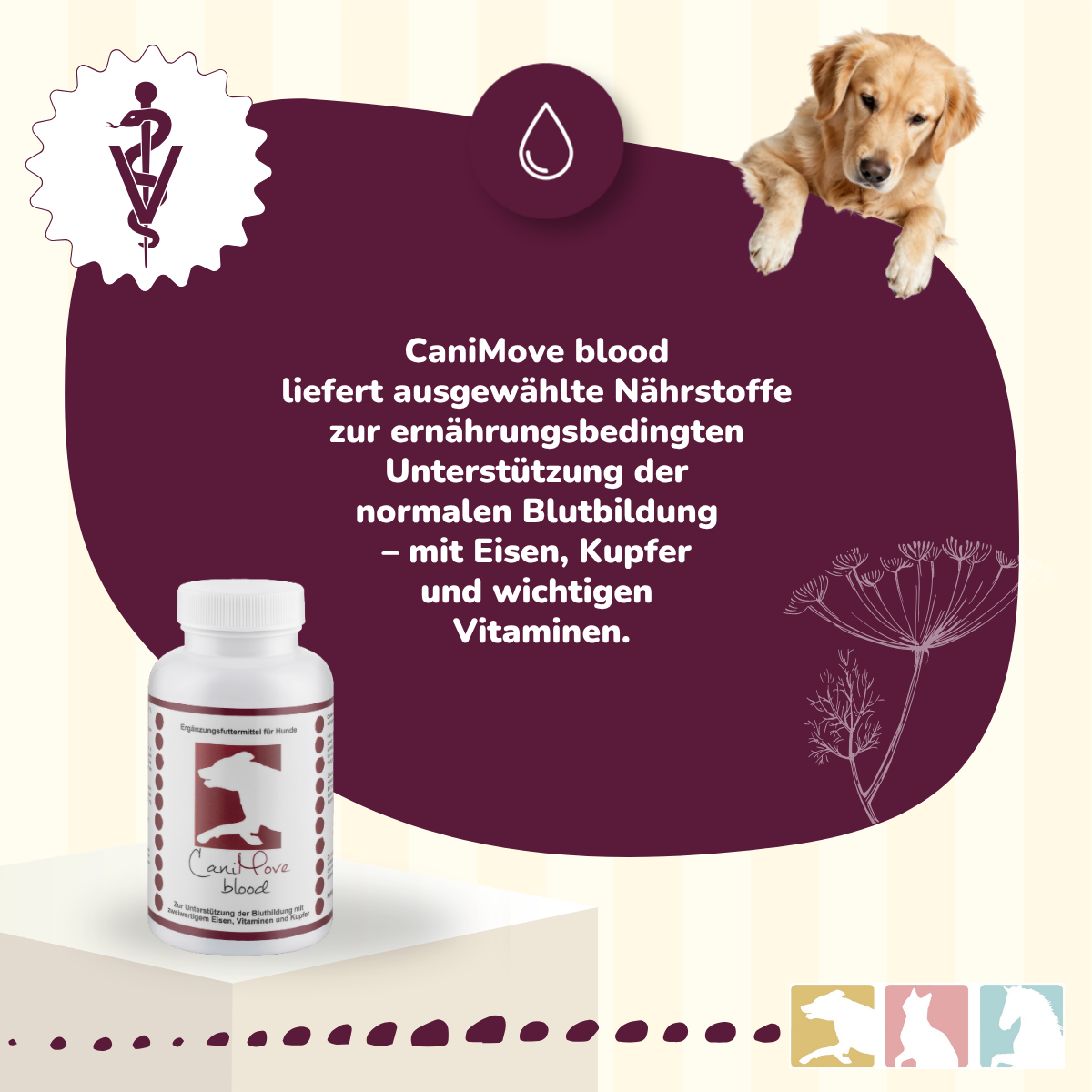 CaniMove blood