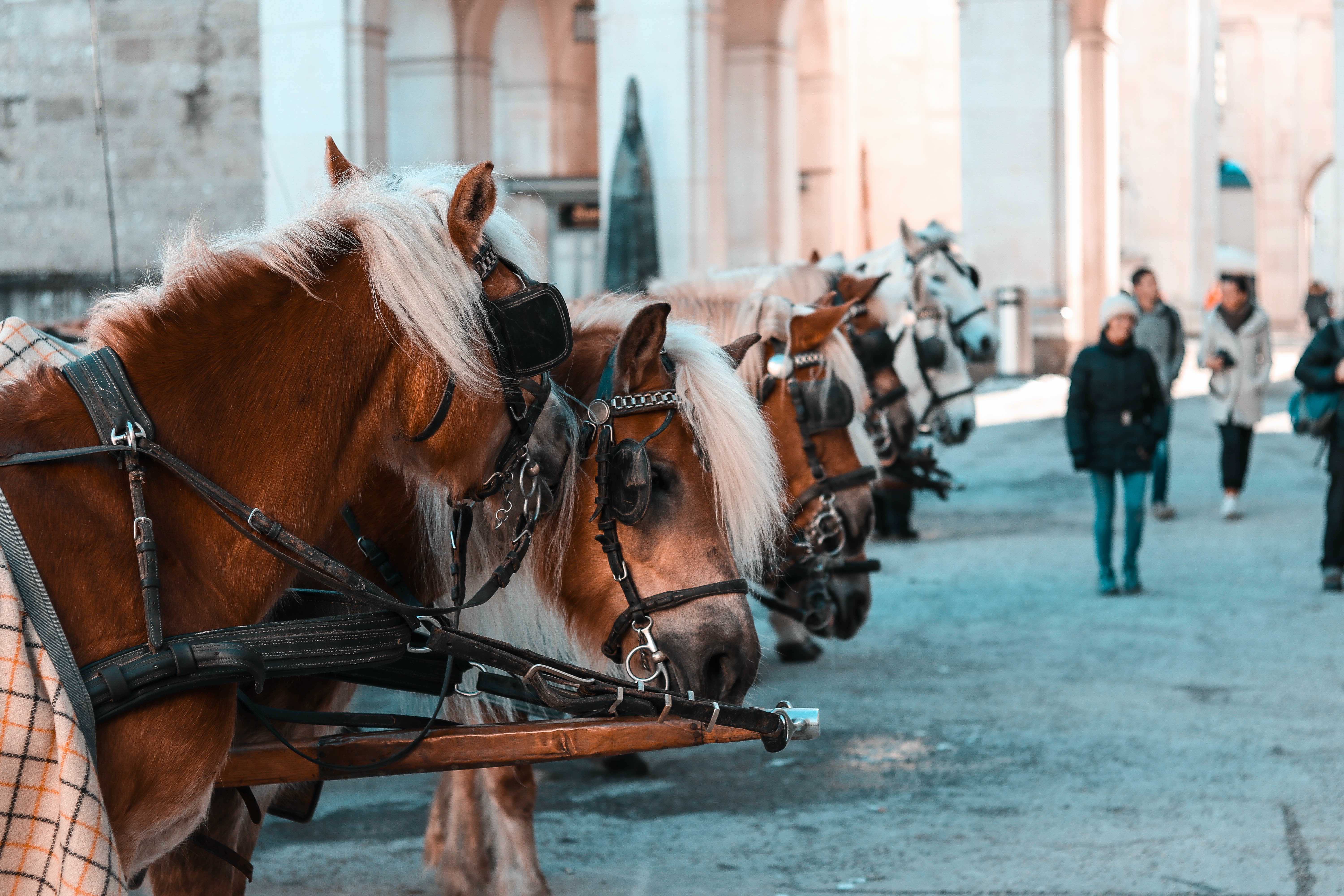 Pferde an Silvester - (k)ein Grund zur Panik?