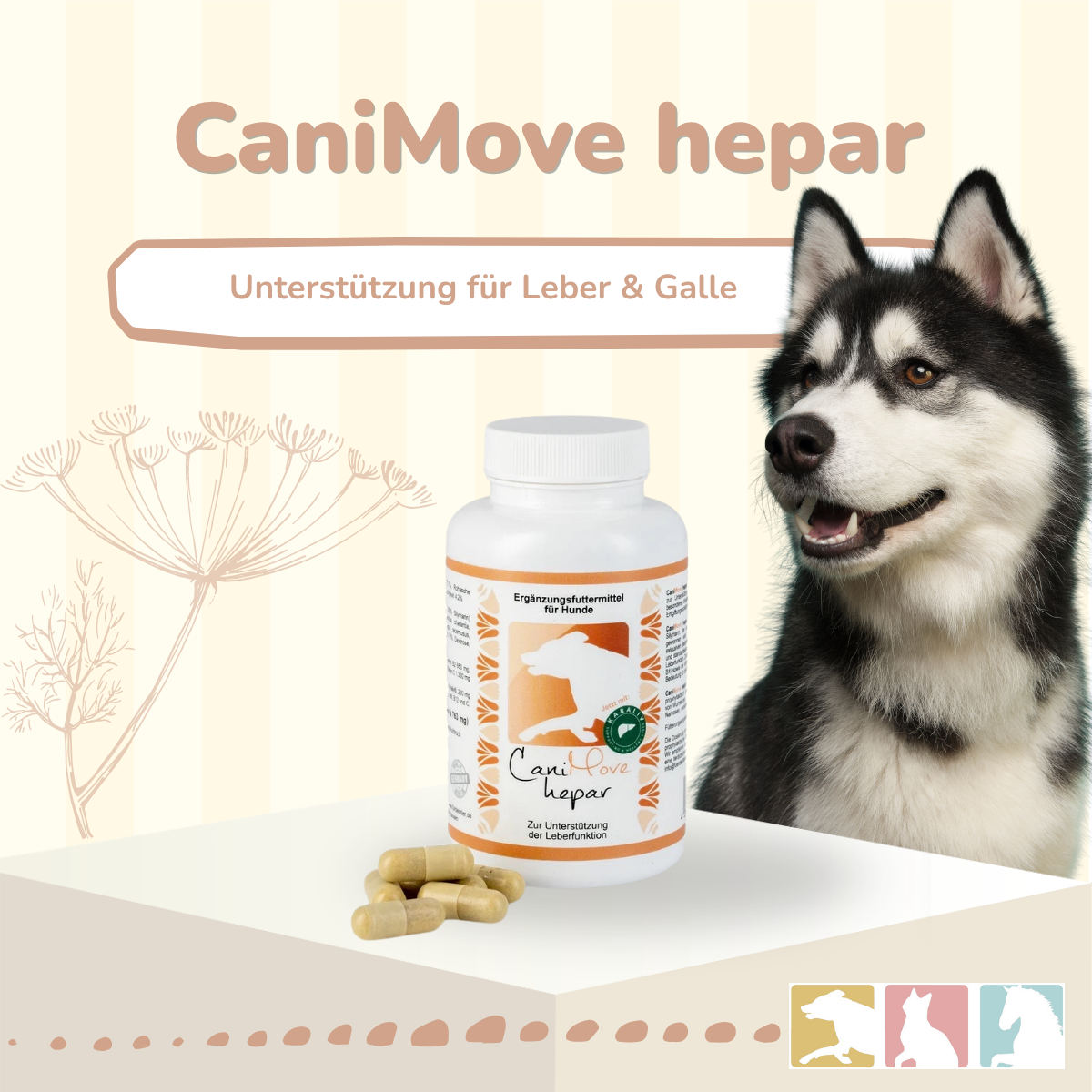 CaniMove hepar