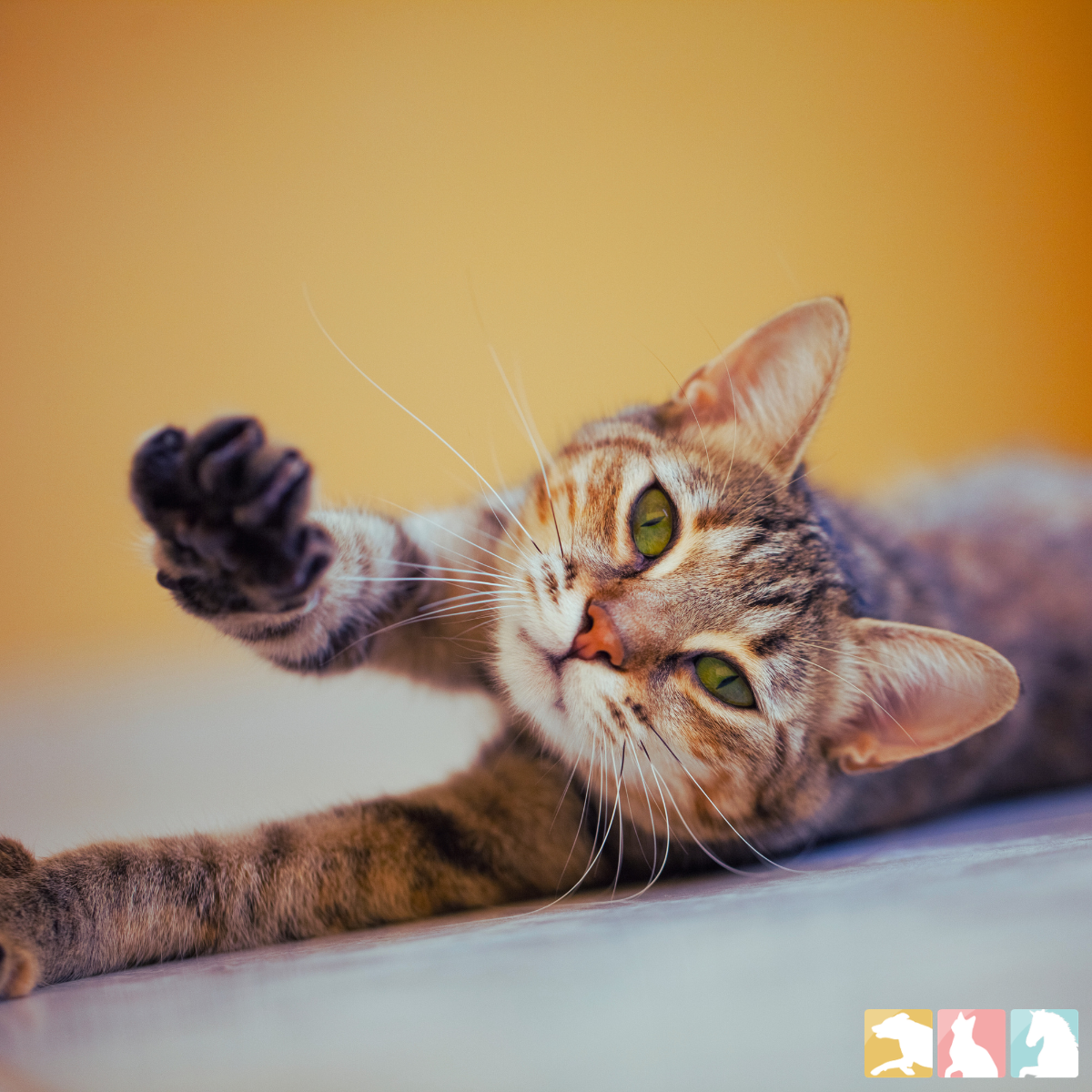 Wenn Katzen nicht mehr springen wollen: Collavant®n2