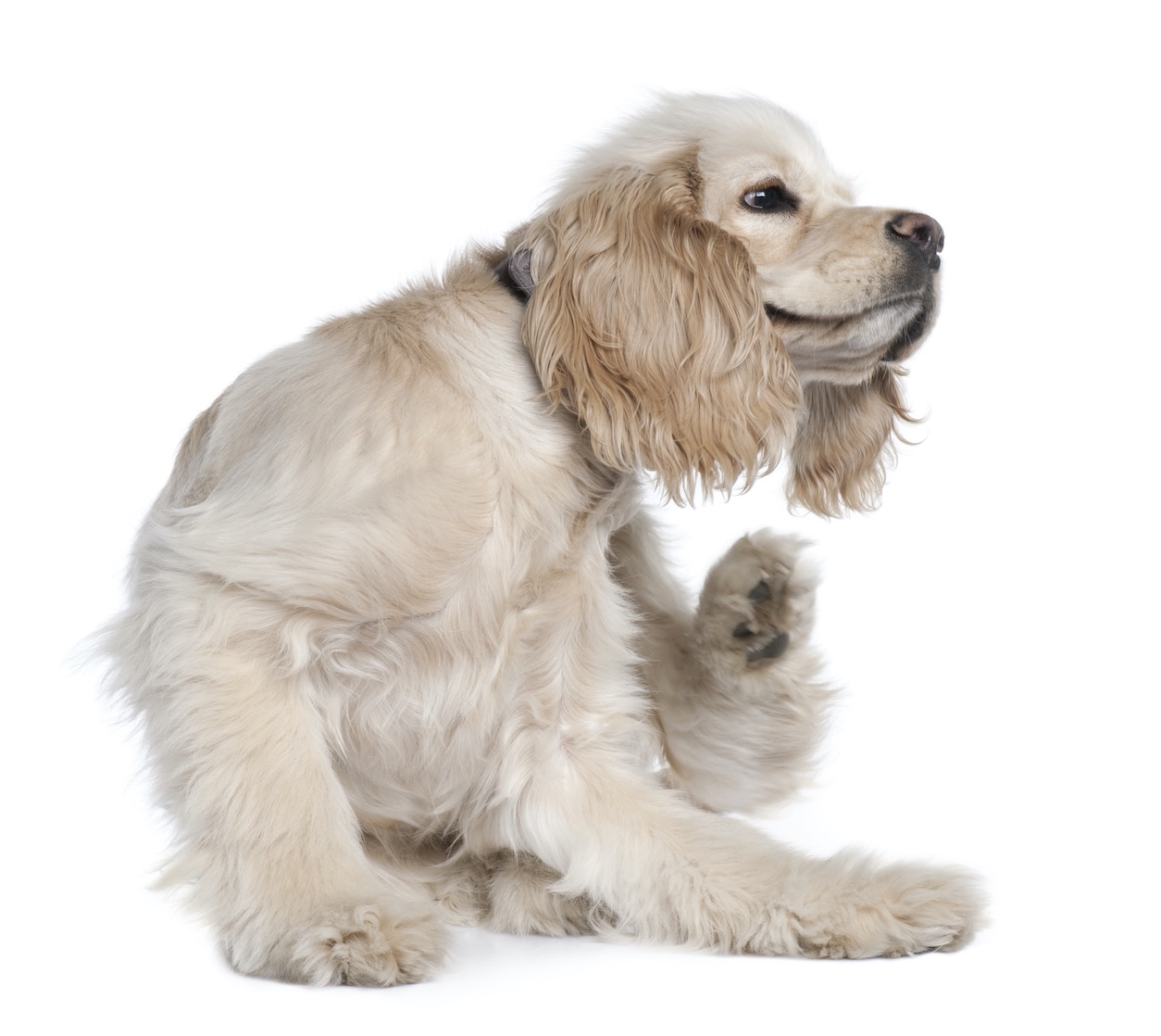 Hauterkrankungen beim Hund (allgemein)
