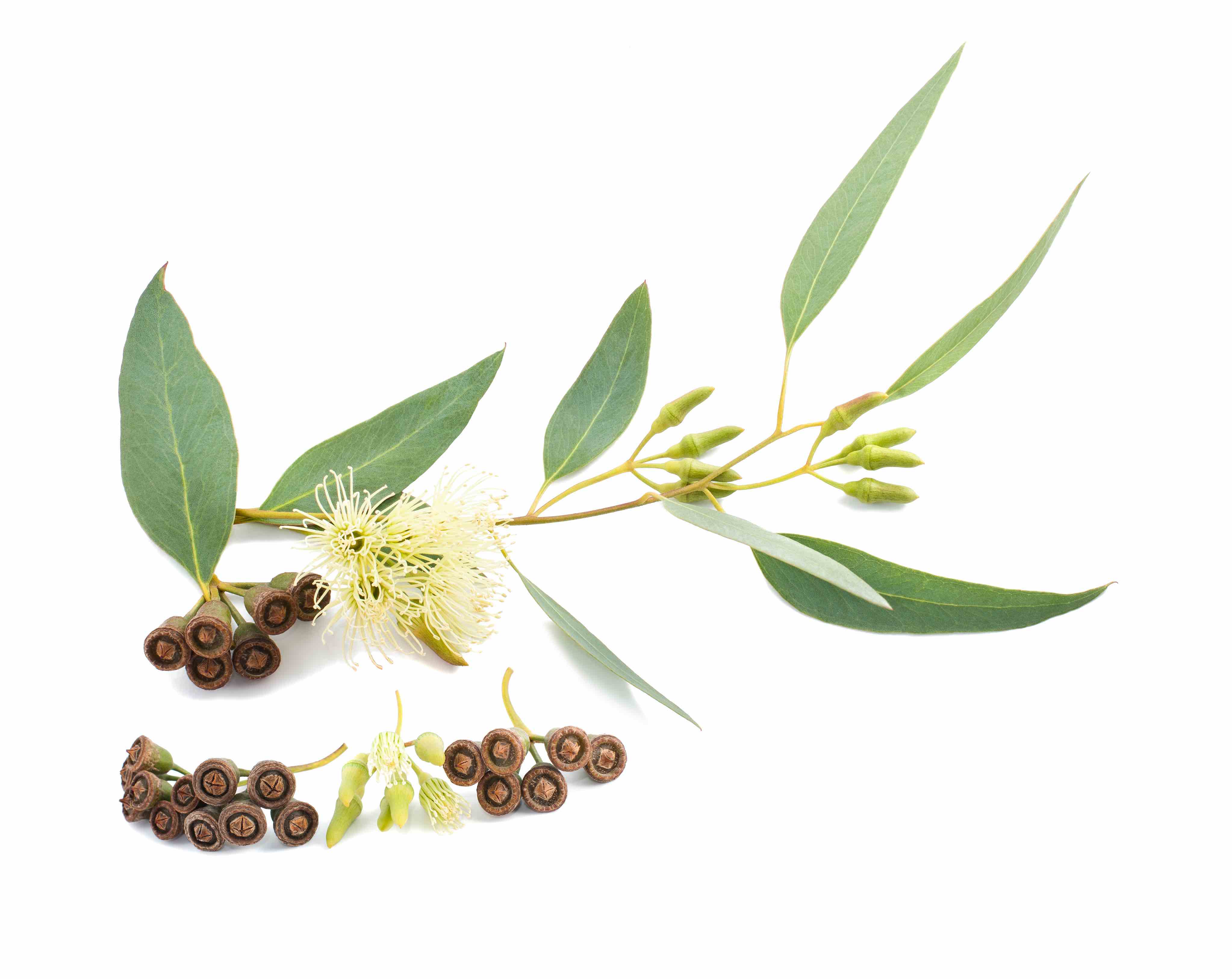 Eukalyptus